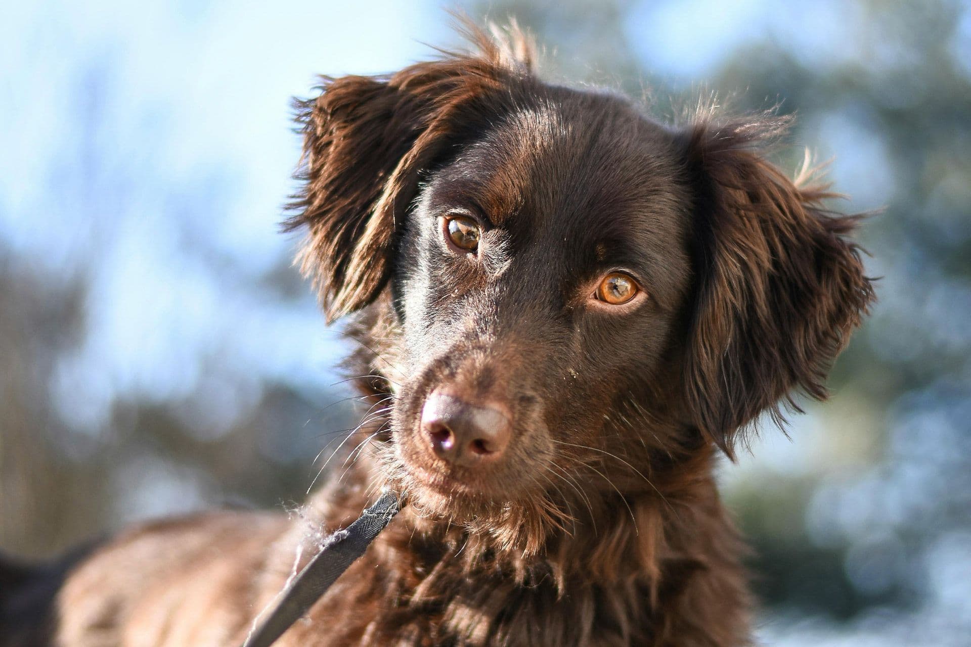 A brown hairy dog with light brown eyes wearing a black leash looking directly at the camera