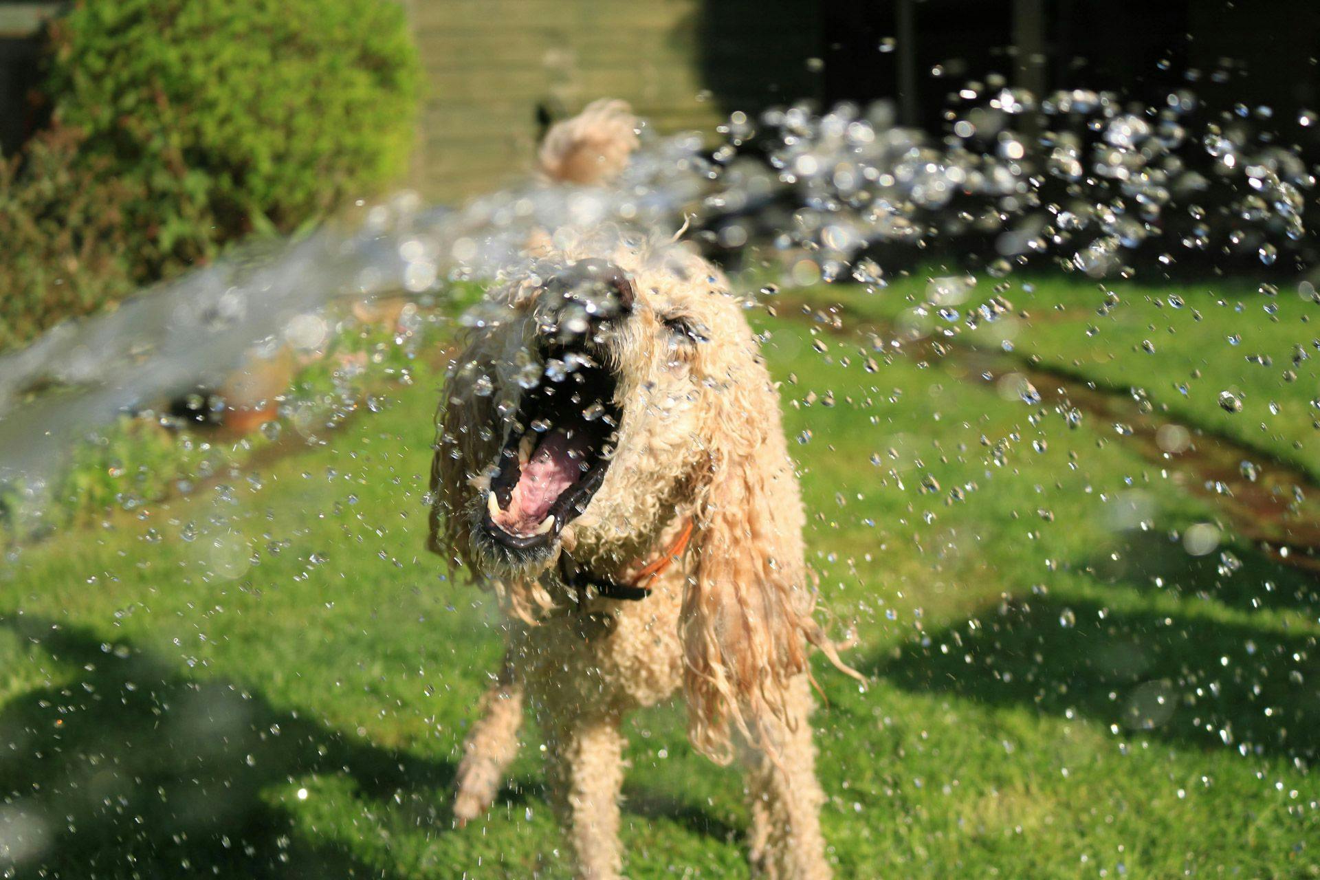 yellow dog playing with water outside
