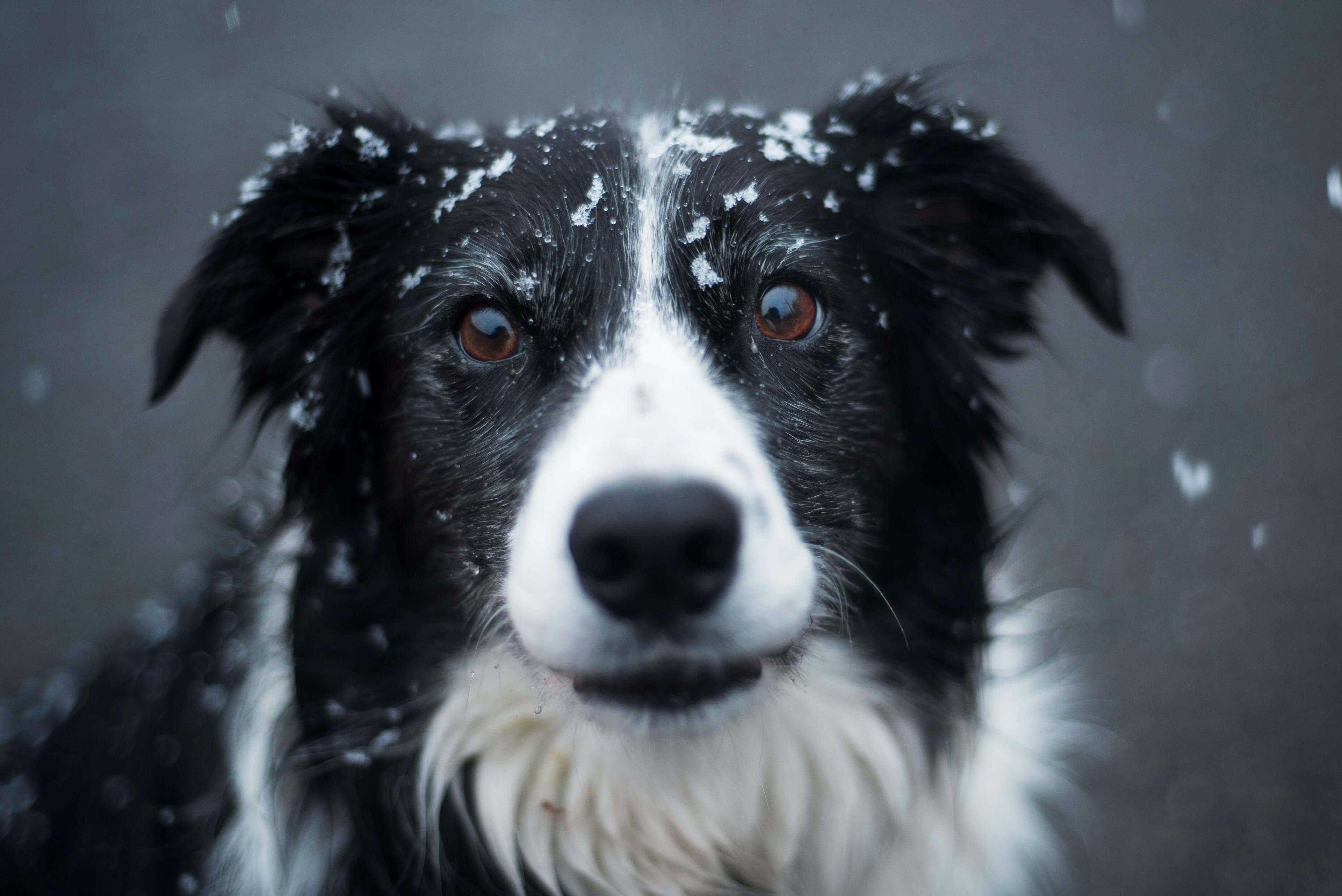 black and white dog with snowflakes on top of its head