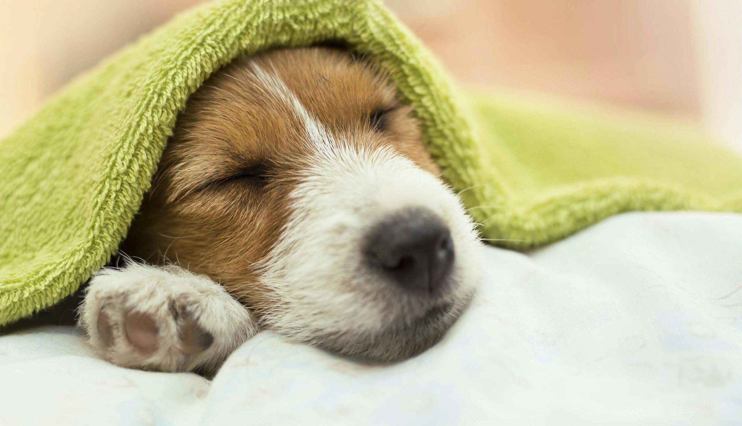 a beagle sleeping with a green blanket on top of its head
