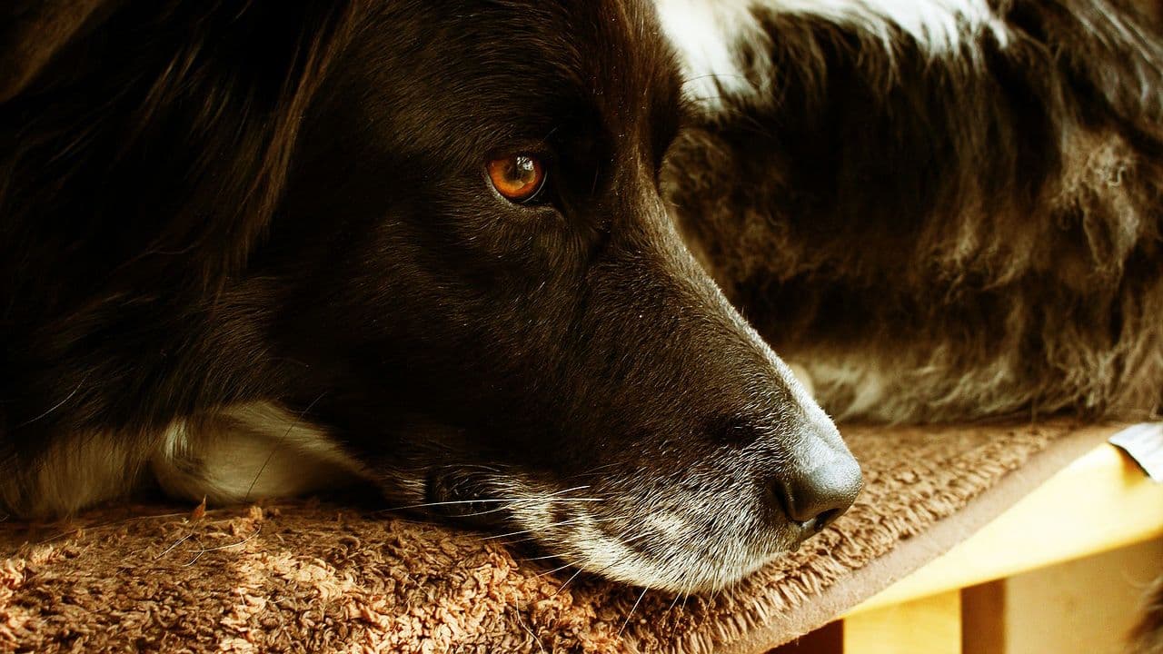 a black dog looking side laying on top of a rug
