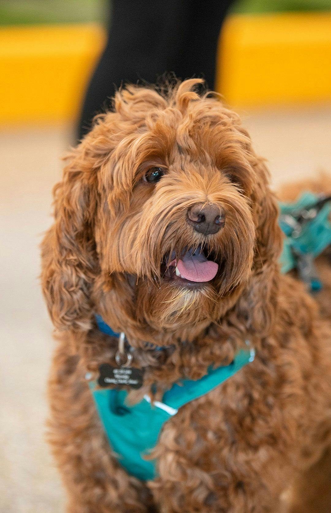 brown goldendoodle wearing a teal harness