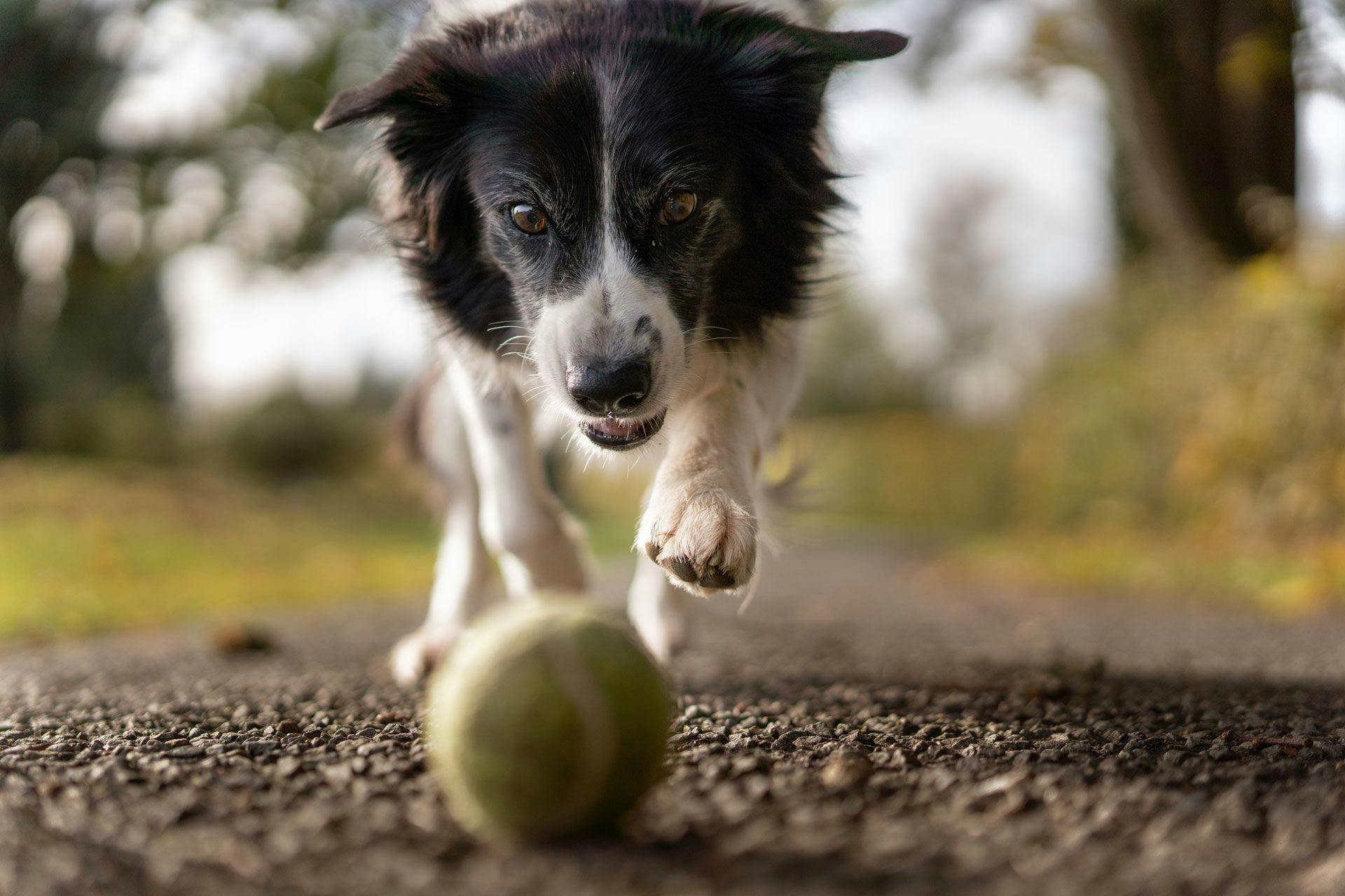 a black and white dog chasing a tennis ball at the park