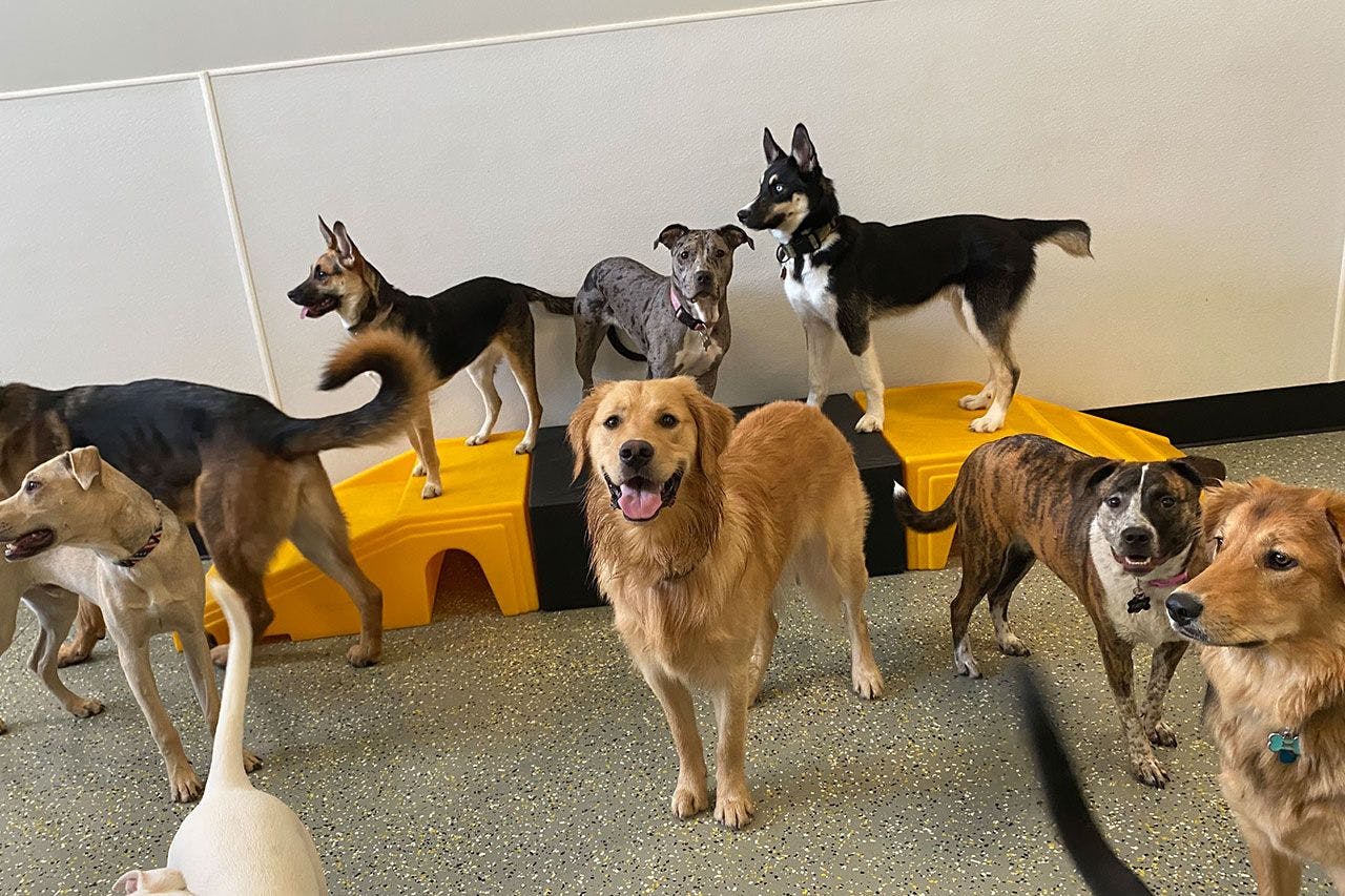 Group of dogs inside playful pack dog daycare