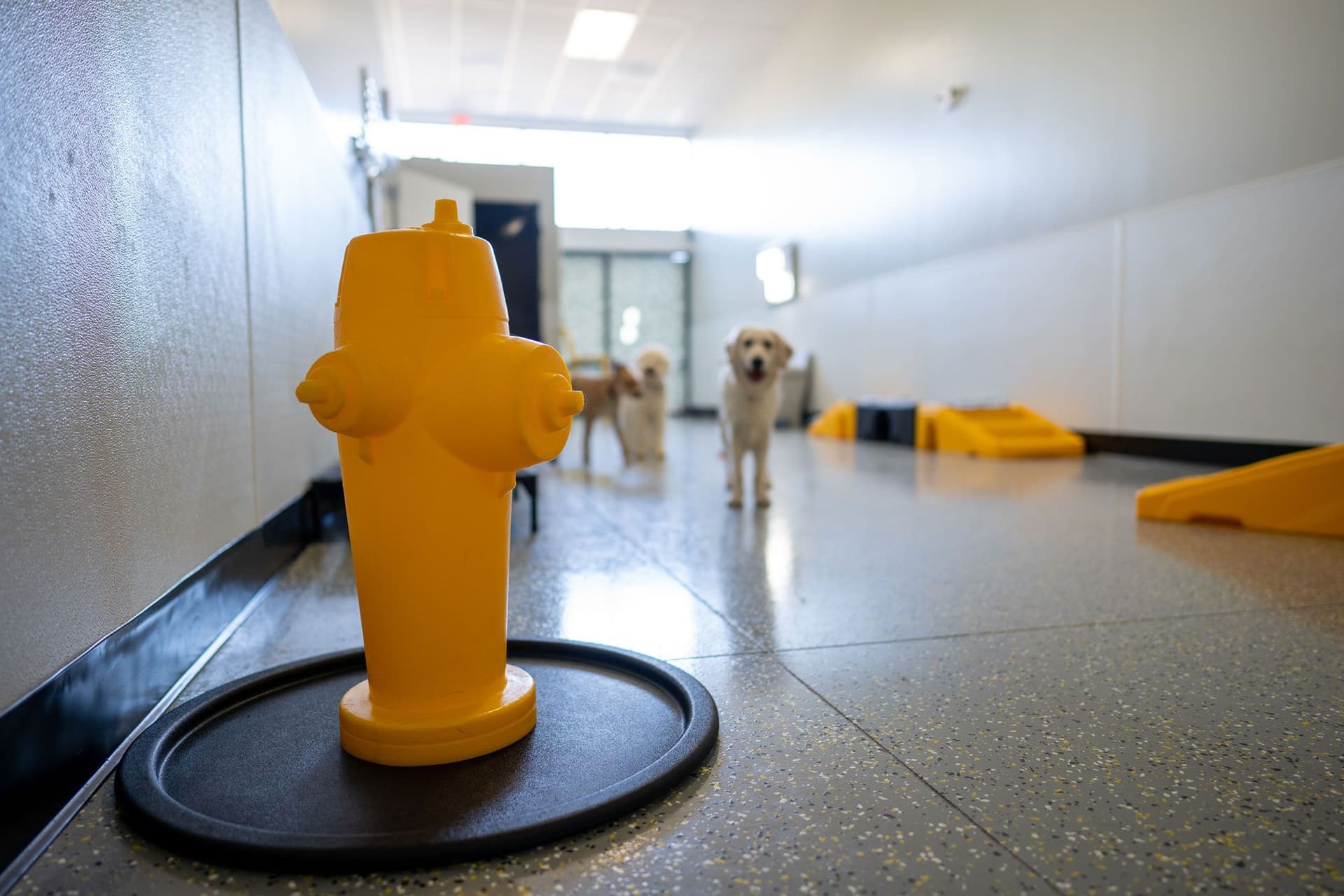 Plastic fire hydrant with dogs in the background