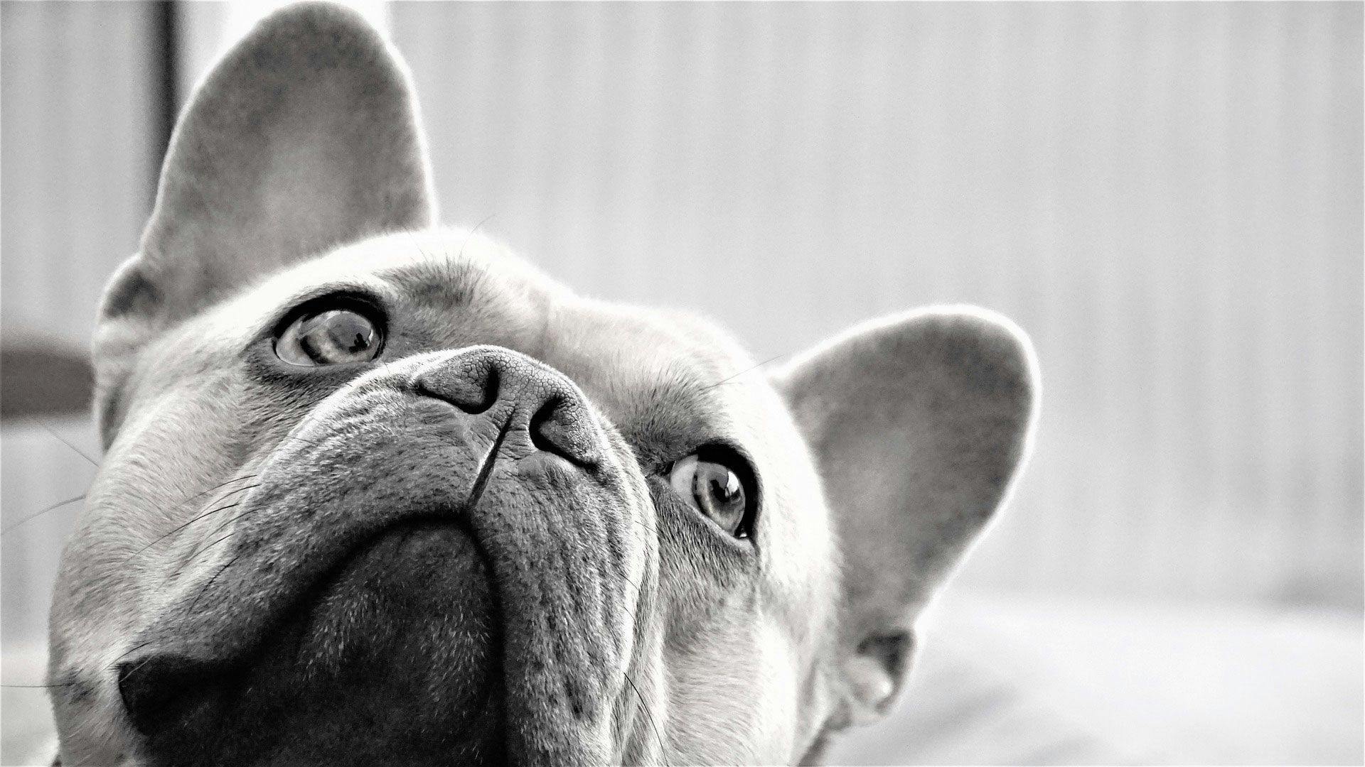 a picture of a french bulldog in black and white