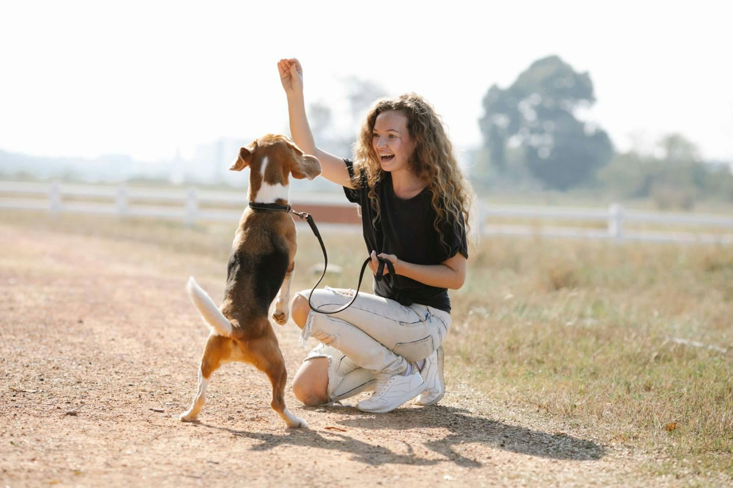 a beagle being trained by a girl with long hair