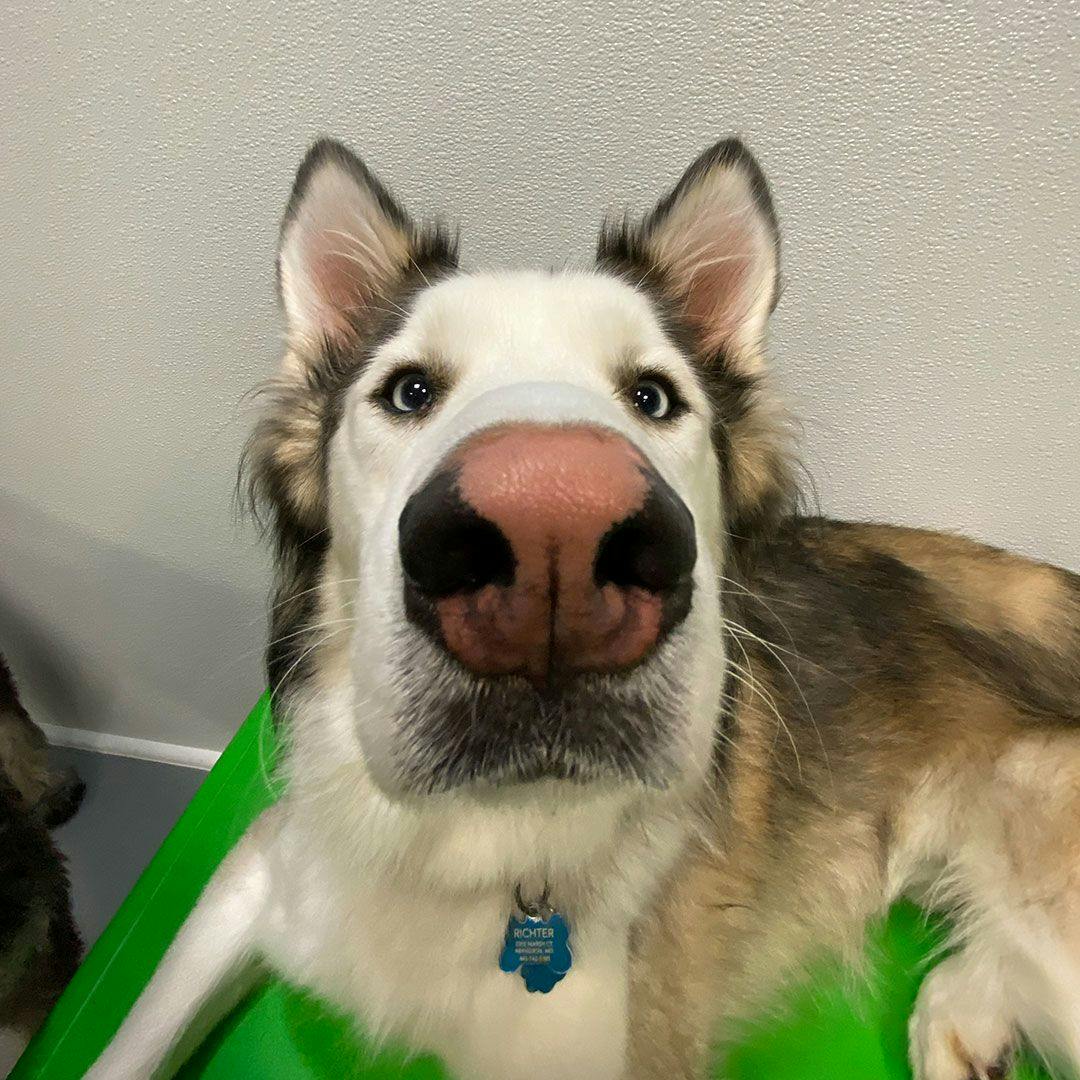 A picture of a dog sitting on a green ramp, looking at the camera with the nose zoomed in.