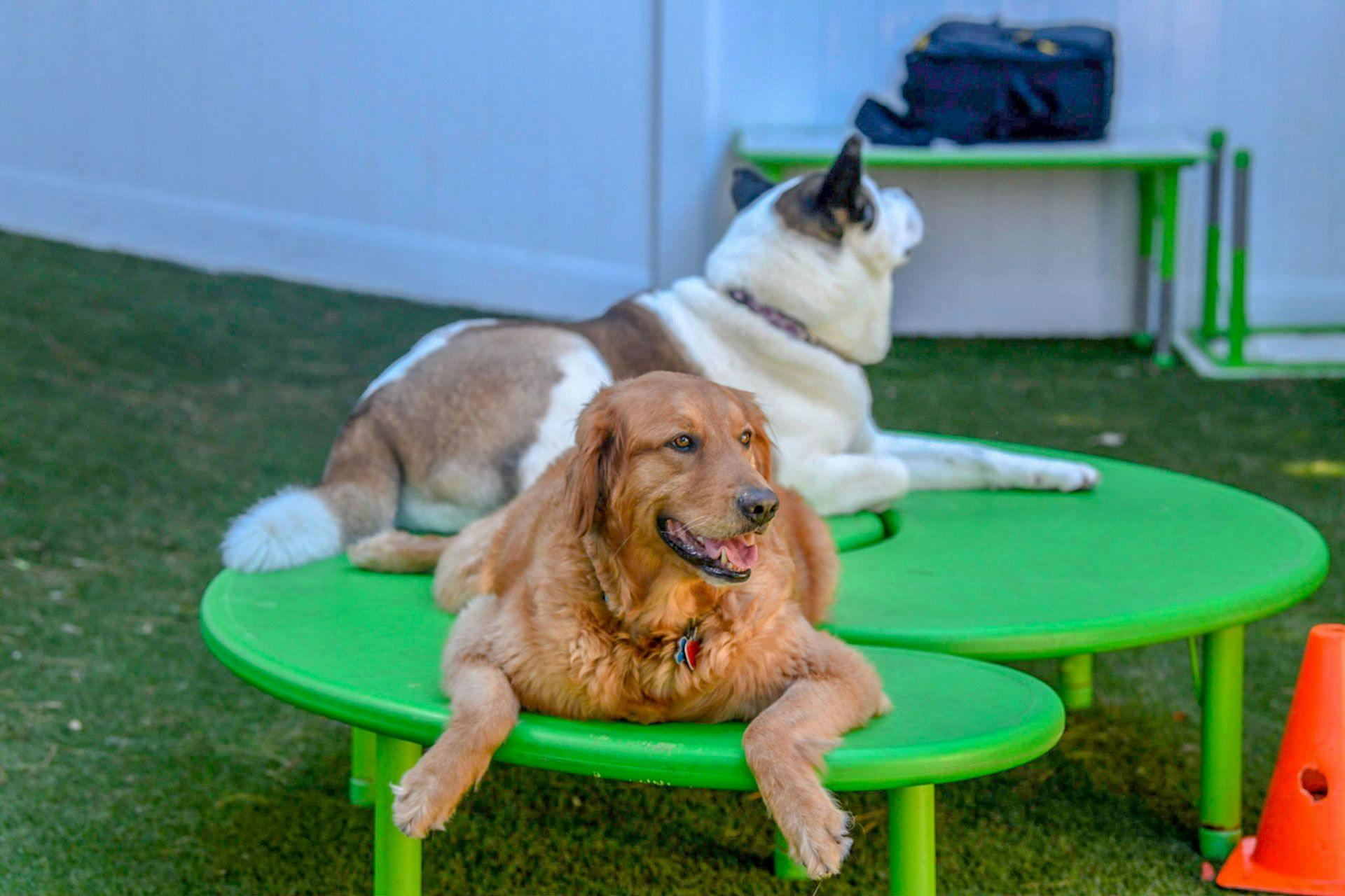 two dogs laying on top of green platforms inside Playful Pack's annapolis location
