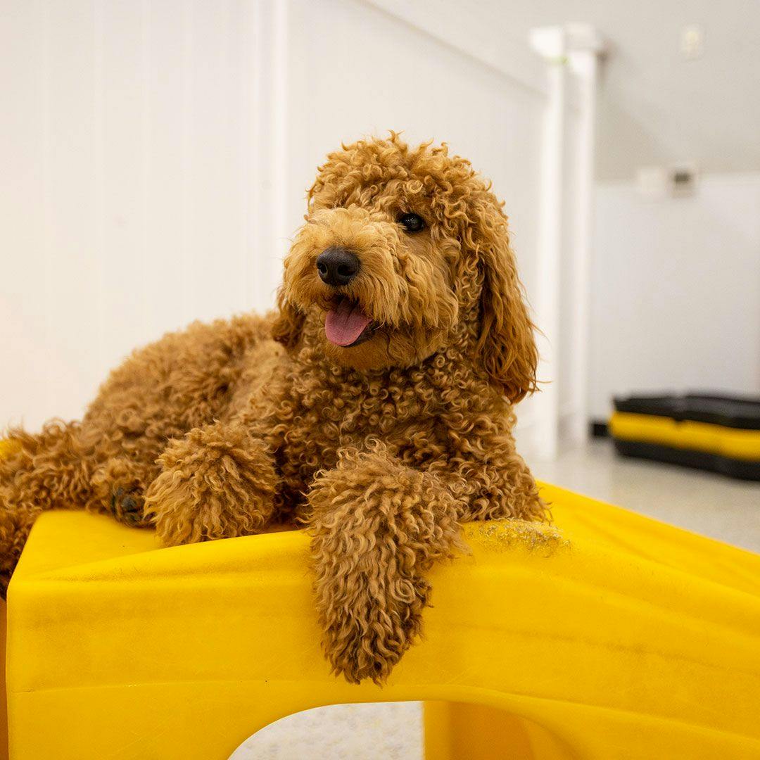 golden doodle laying on a yellow ramp inside Playful Pack