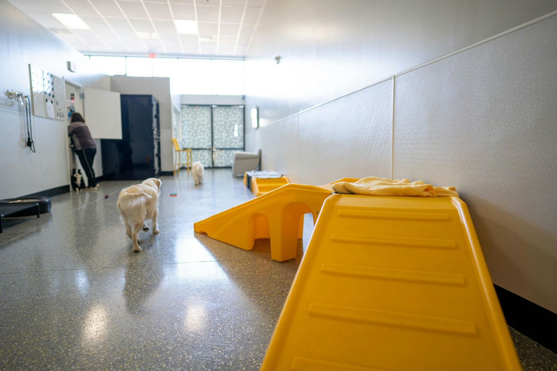 Picture of a dog daycare room inside Playful Pack Fairfax Station location