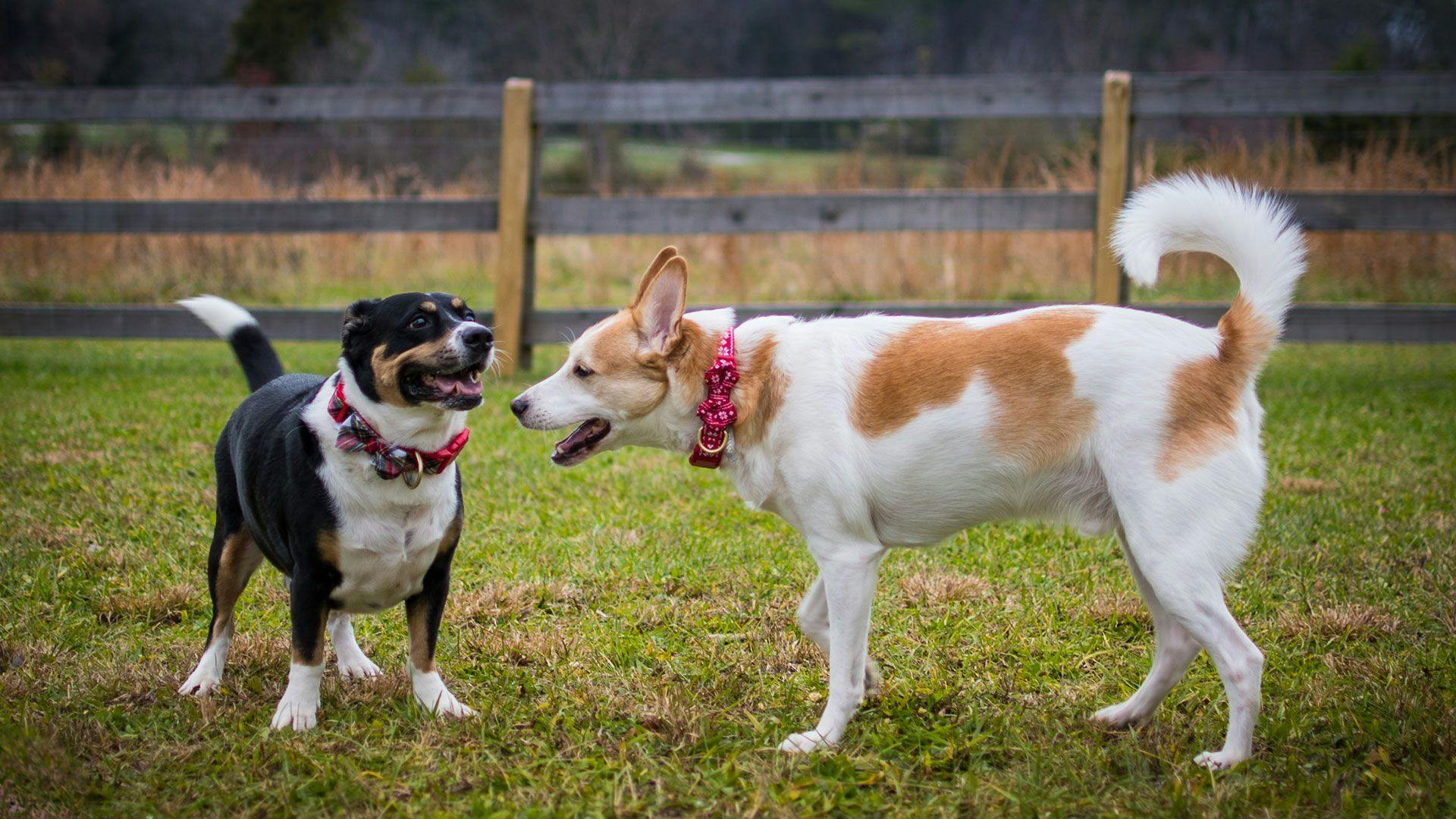 two dogs playing at an open field