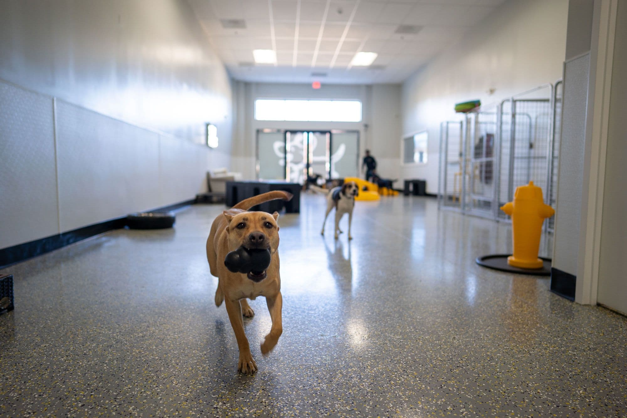 a dog holding a black toy inside Playful Pack's location in Fairfax Station, VA