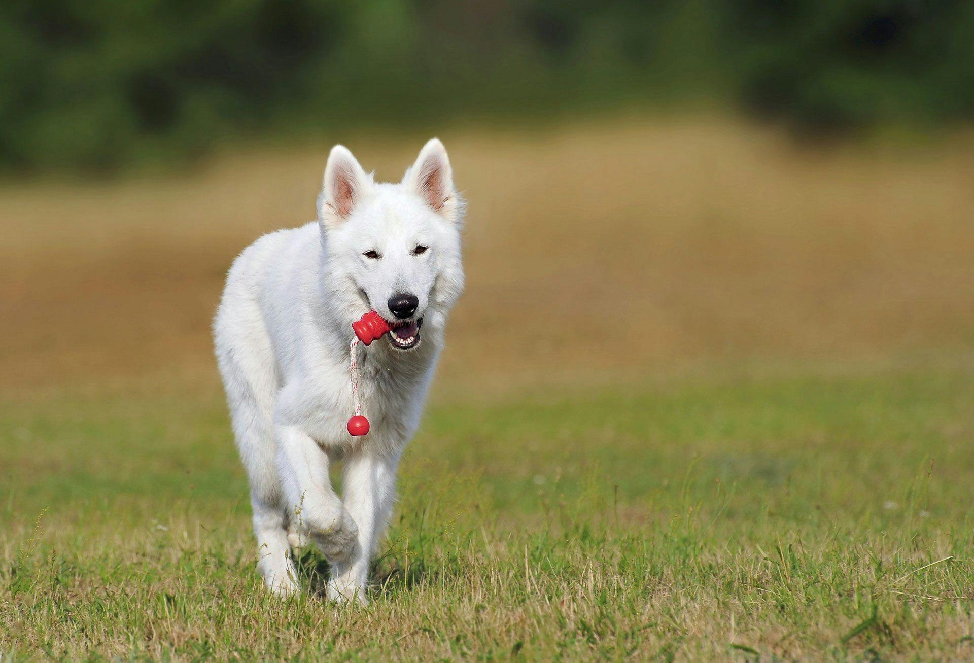 a white dog holding a red toy in its mouth and walking on the grass