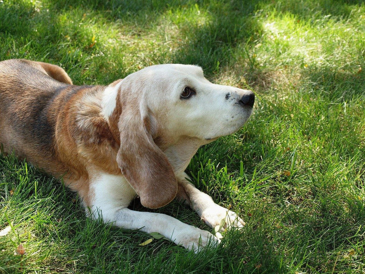 a senior dog laying on top of the grass, looking up at its owner