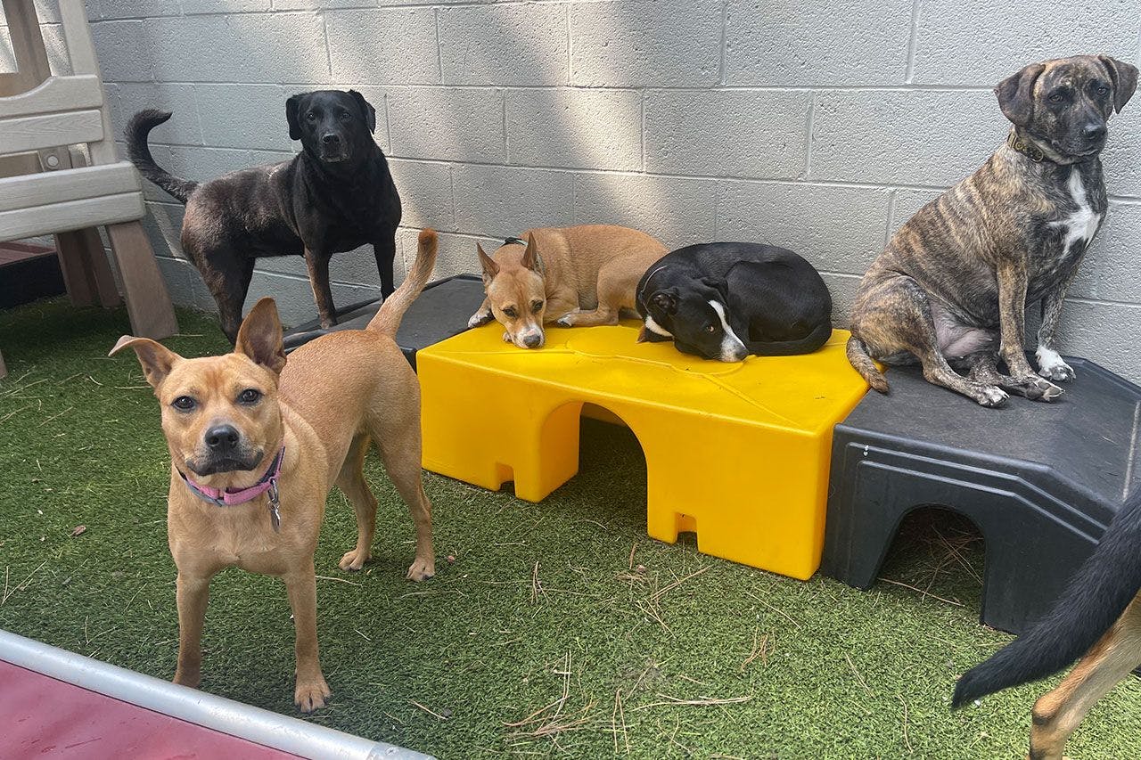 Dogs in Playful Pack's daycare patio