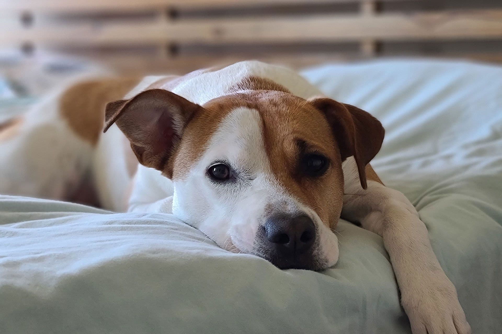 dog laying on bed with light blue sheets