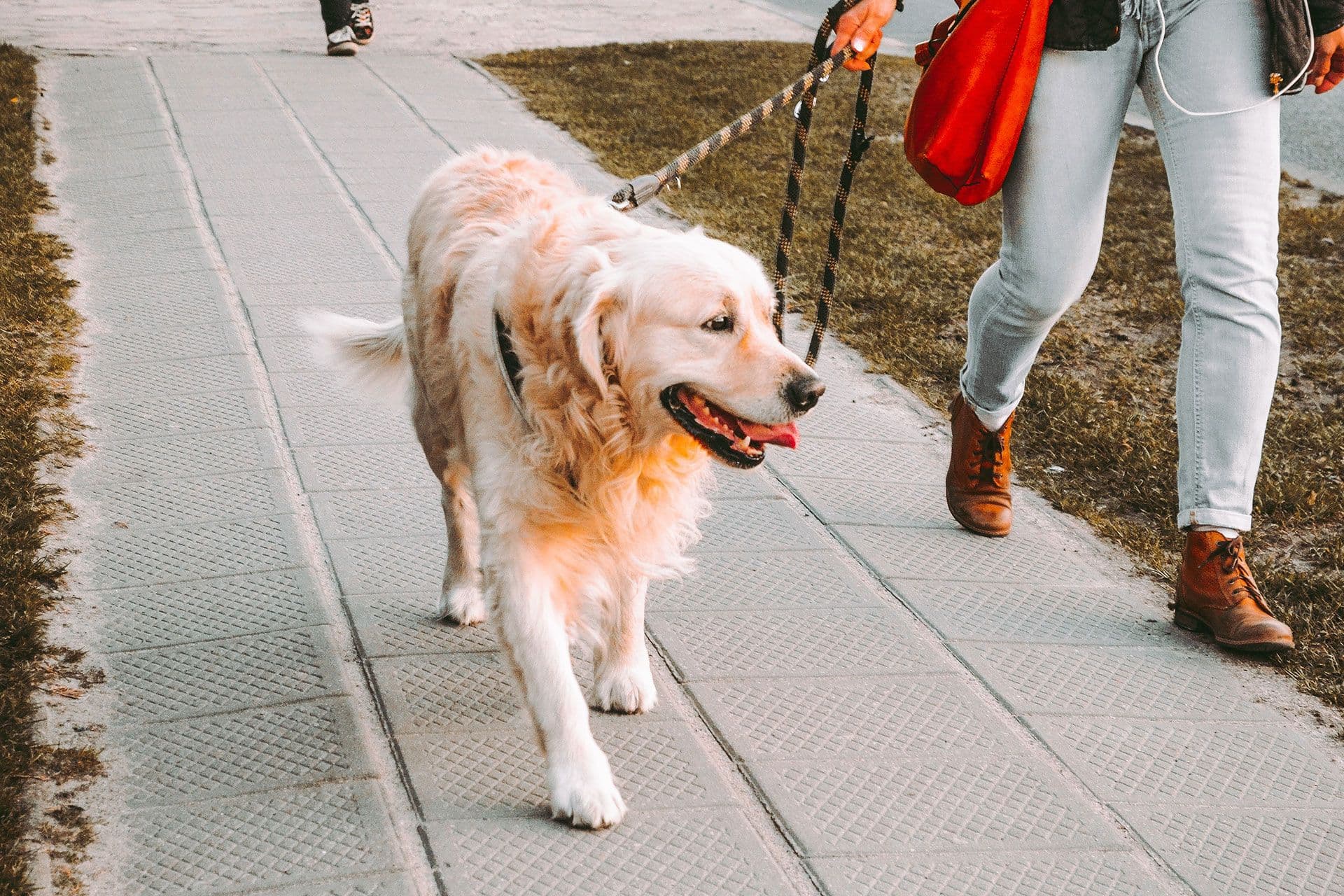 Person walking a golden retriever