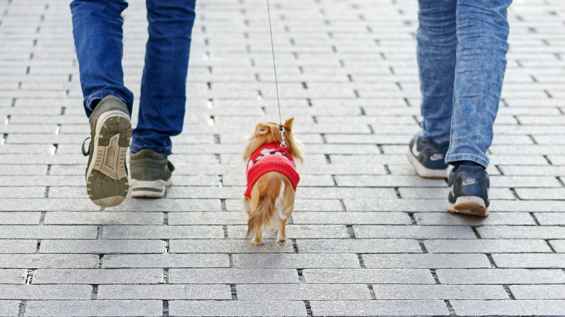 a small dog wearing a red vest being walked by two people