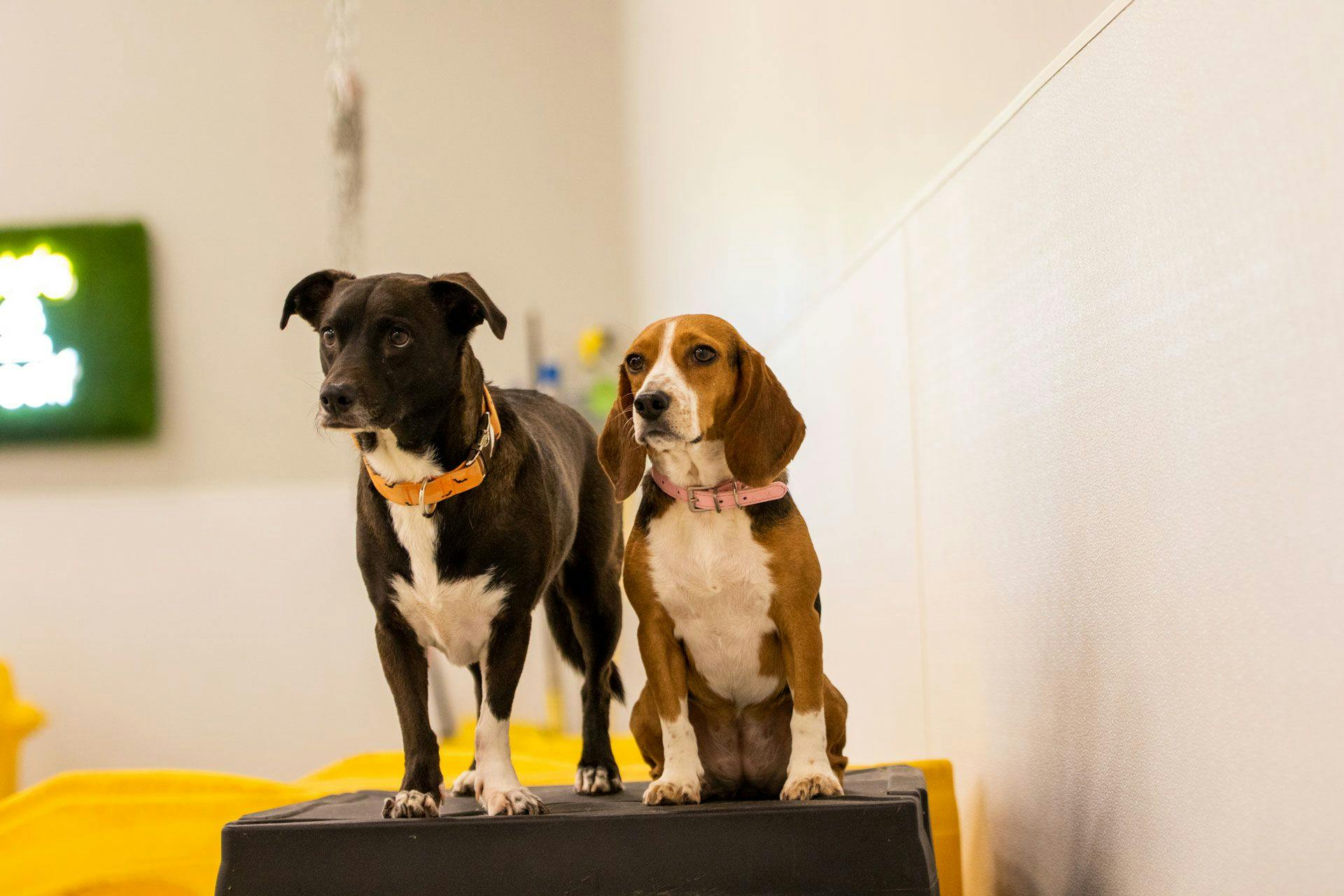 a beagle and black dog sitting on top of a ramp inside Playful Pack's location
