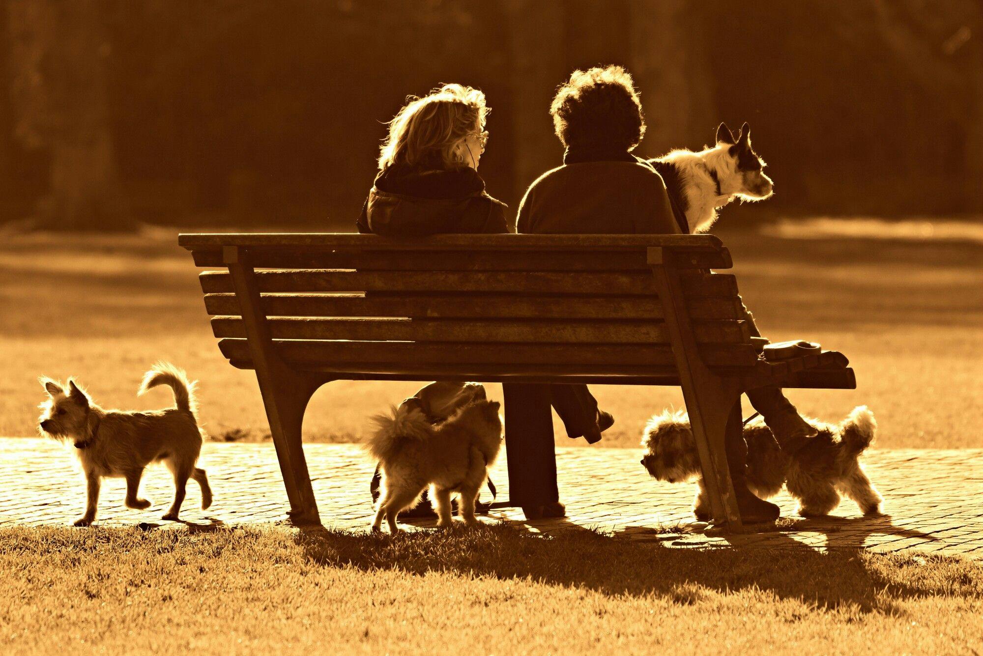 a couple sitting on a bench with various dogs around them