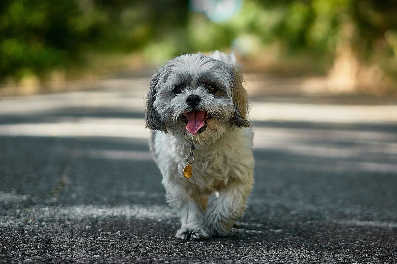a dog walking on the street