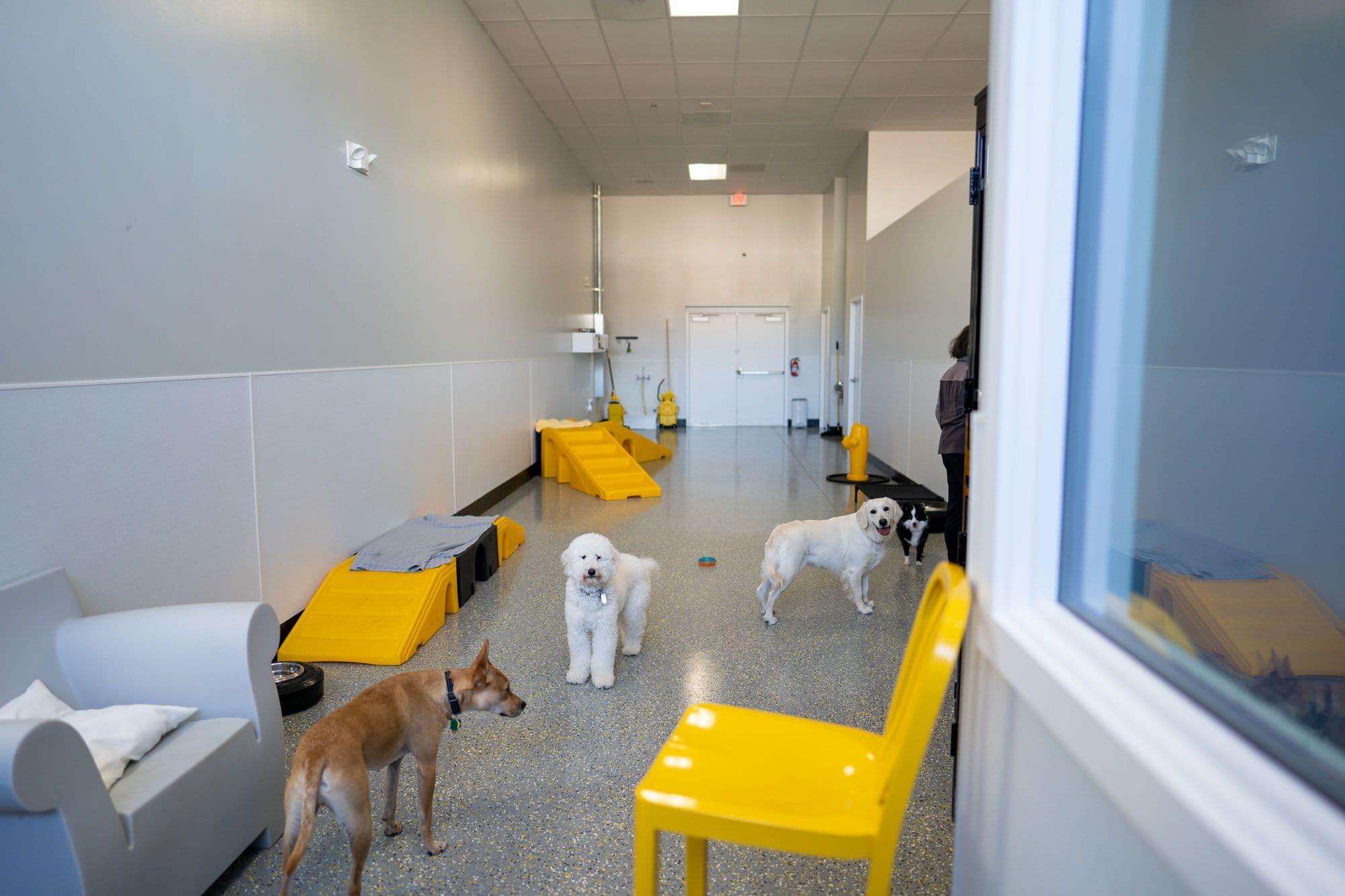 Picture of a dog daycare room inside Playful Pack Fairfax Station location