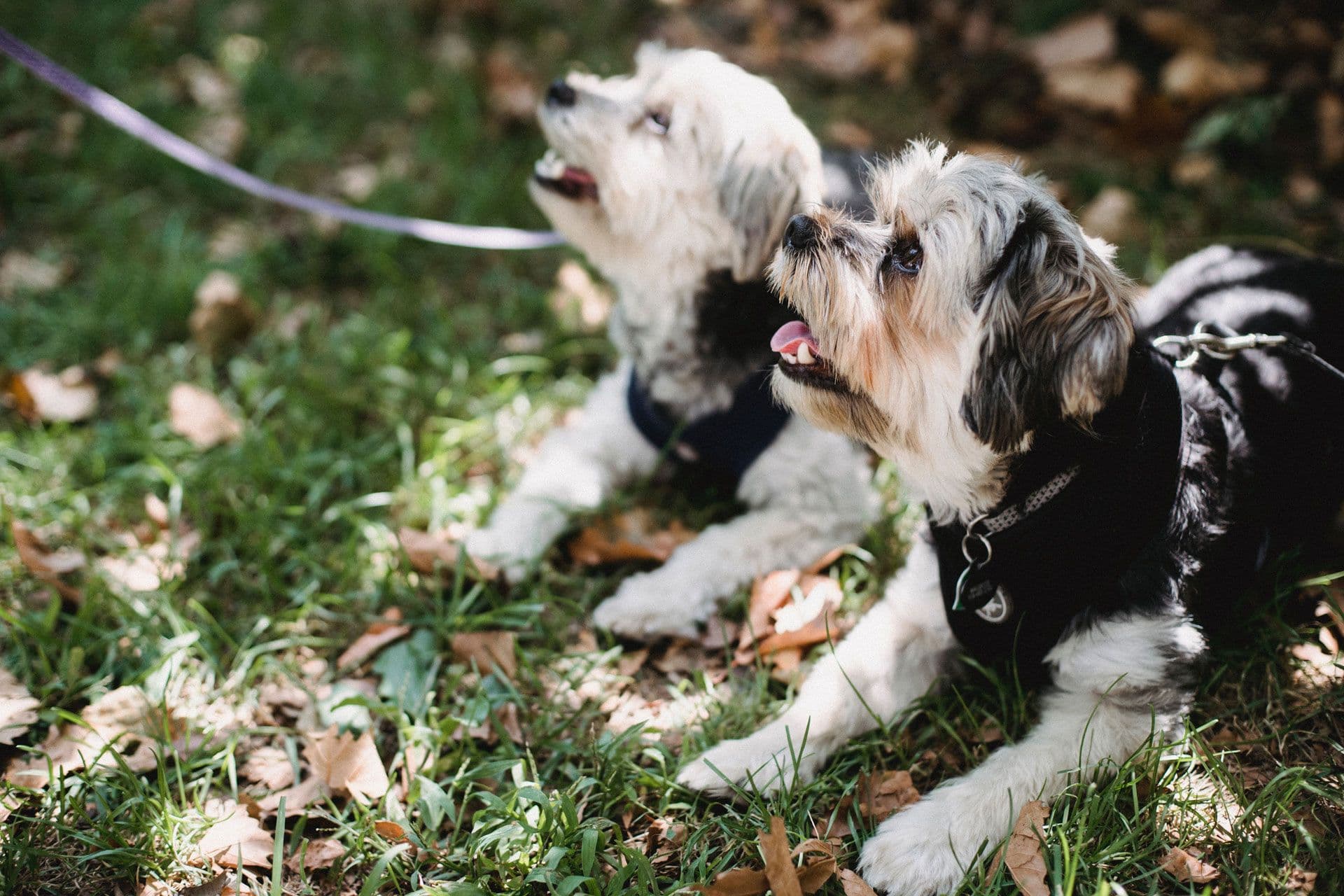 two dogs looking over at their owner. One of them is wearing a leash.