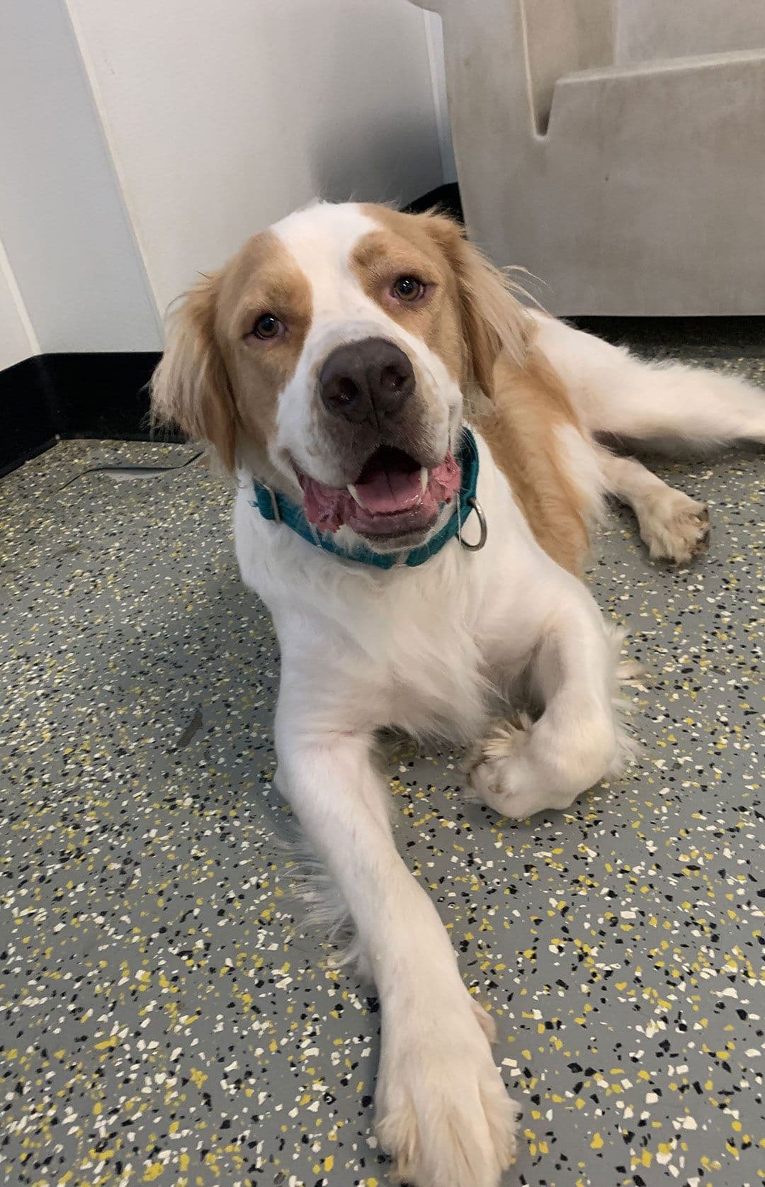 White and brown dog laying down on floor looking at the camera