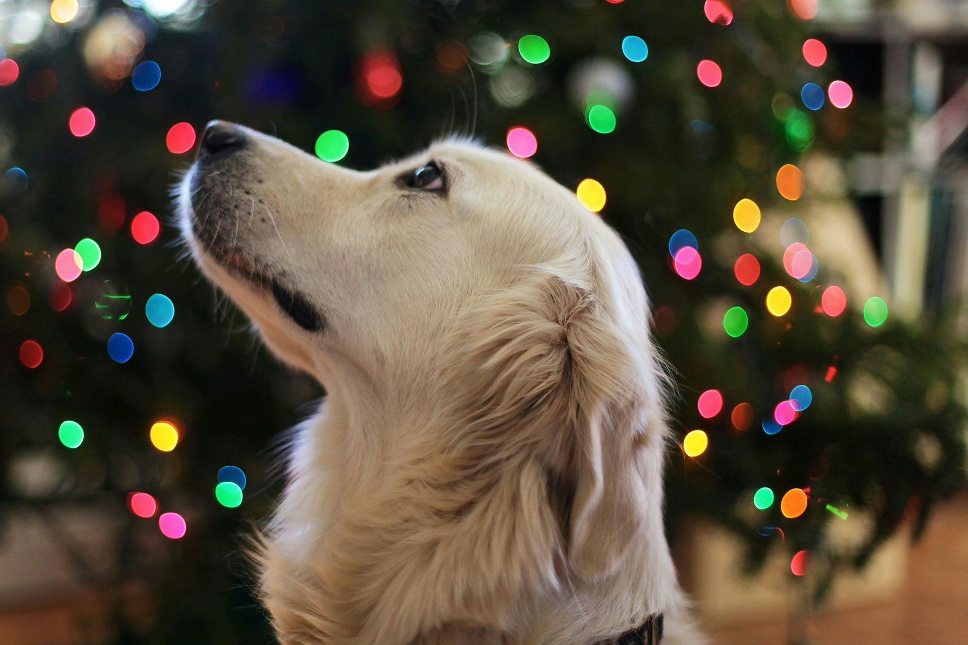 a golden retriever with a Christmas tree in the background
