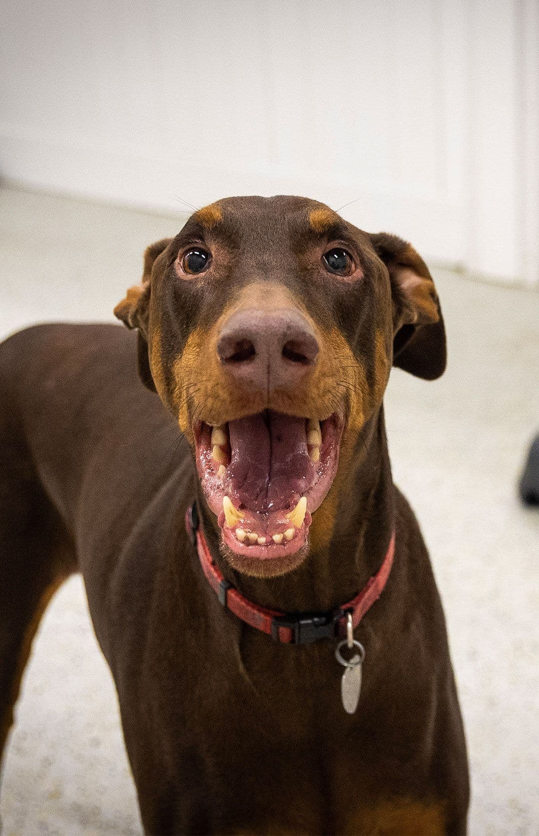 Picture of a brown Doberman dog inside Playful Pack's daycare room in McLean, VA