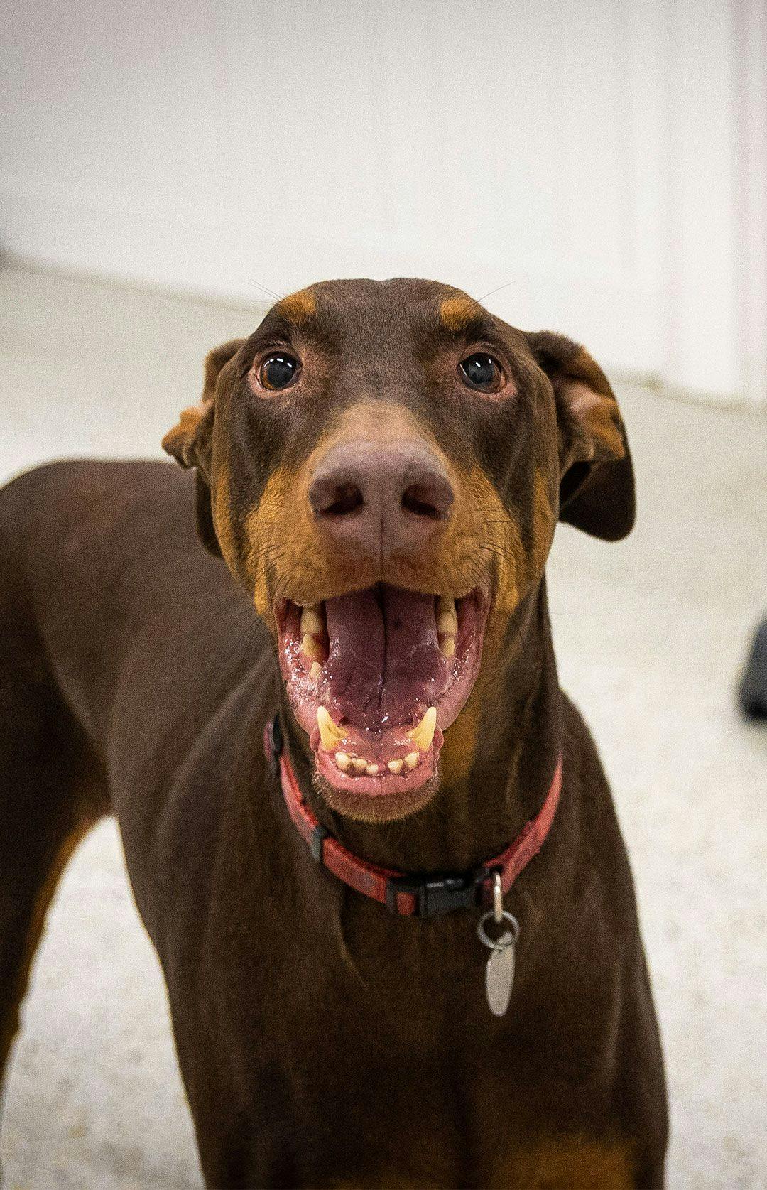 Picture of a brown Doberman dog inside Playful Pack's daycare room in McLean, VA