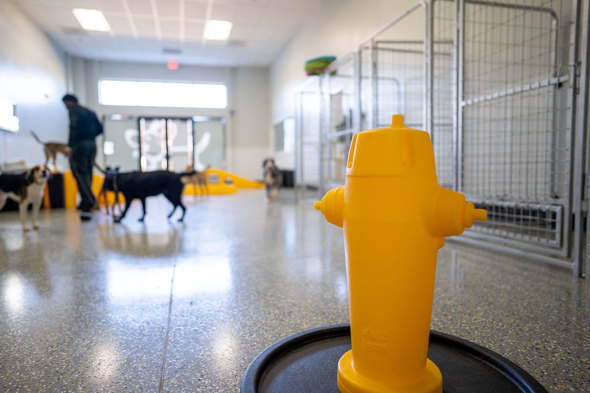 Plastic fire hydrant with dogs in the background