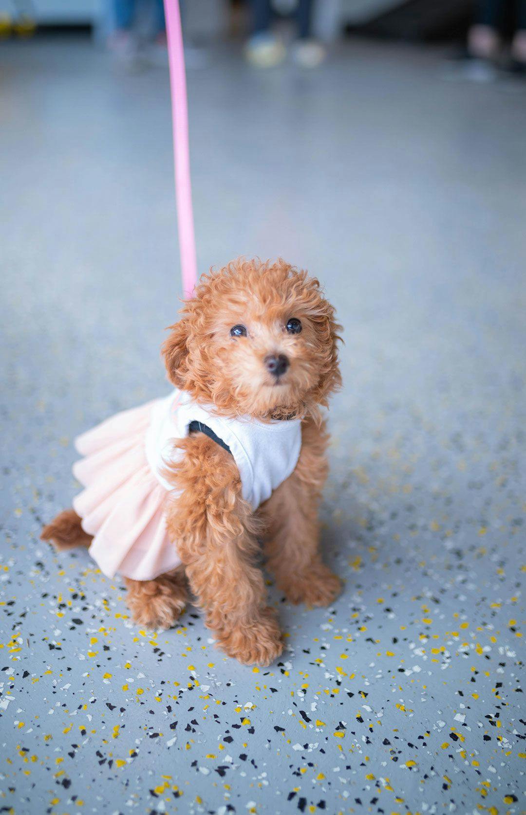 Small apricot poodle wearing a ballerina dress with a pink leash inside Playful Pack's Lobby in Arlington, VA
