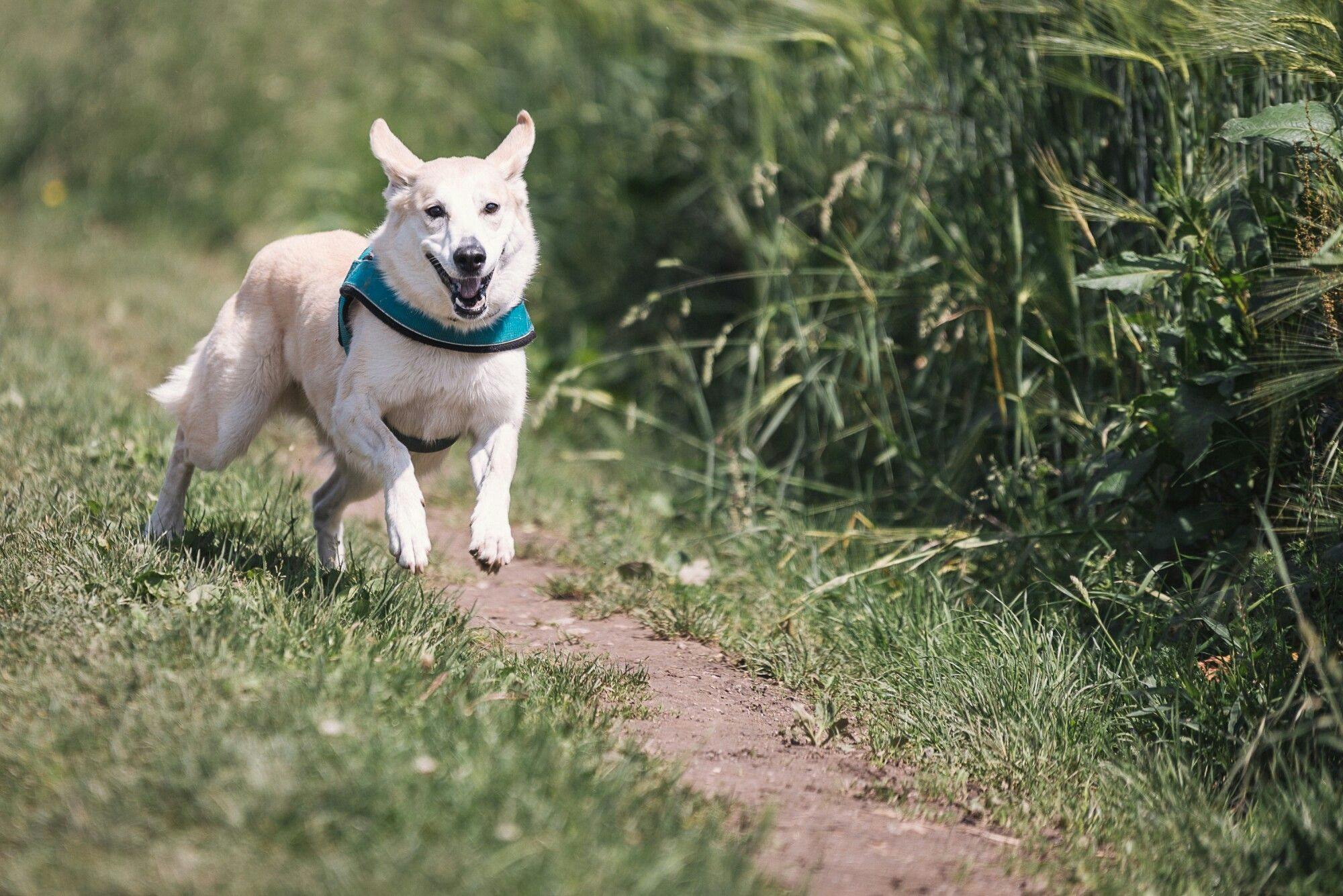 a white dog wearing a blue harness running at a park