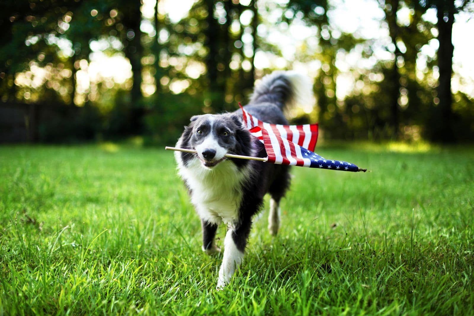 A black and white dog holding an US flag