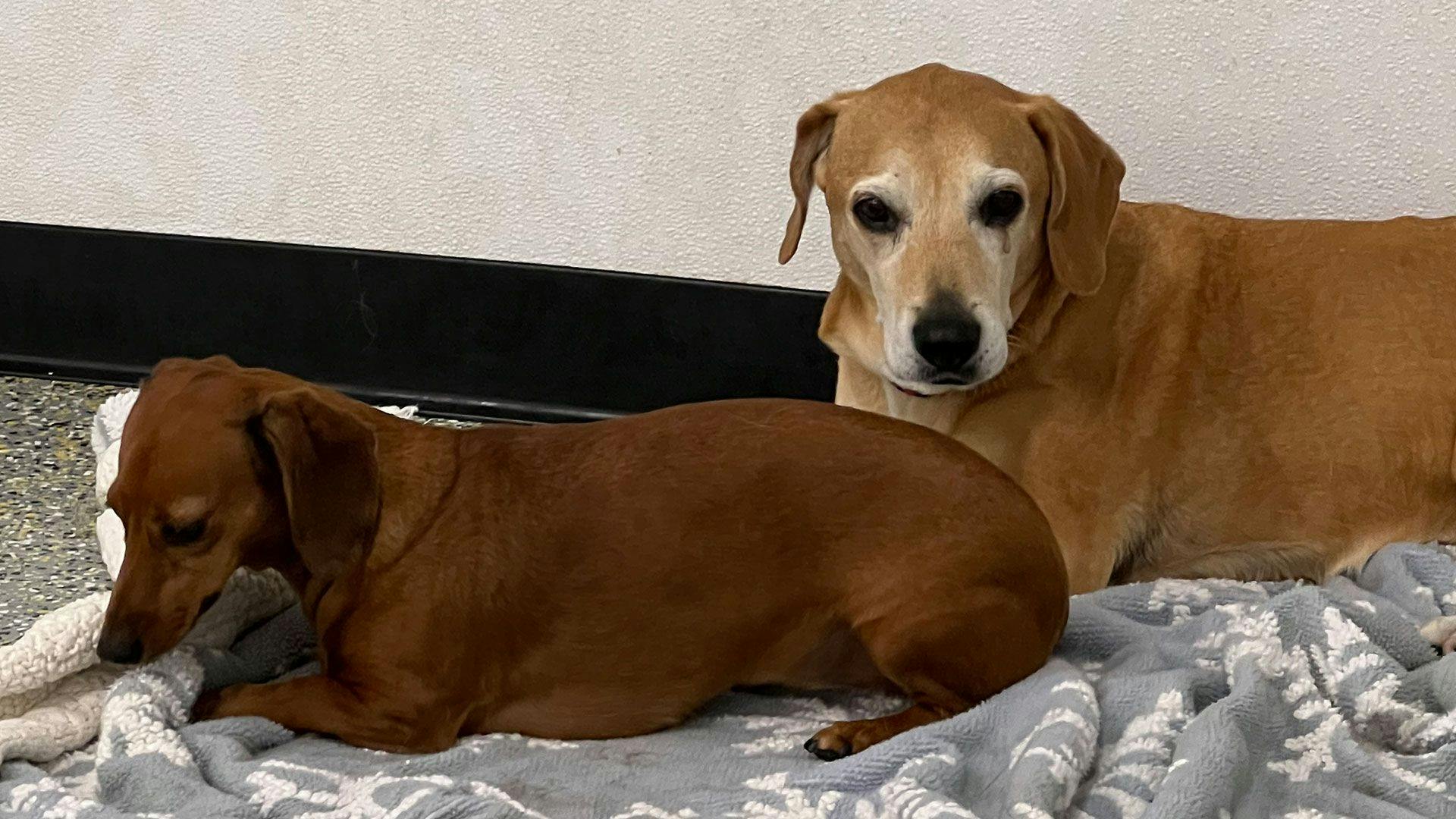 two dogs laying on top of a blanket in Playful Pack dog daycare