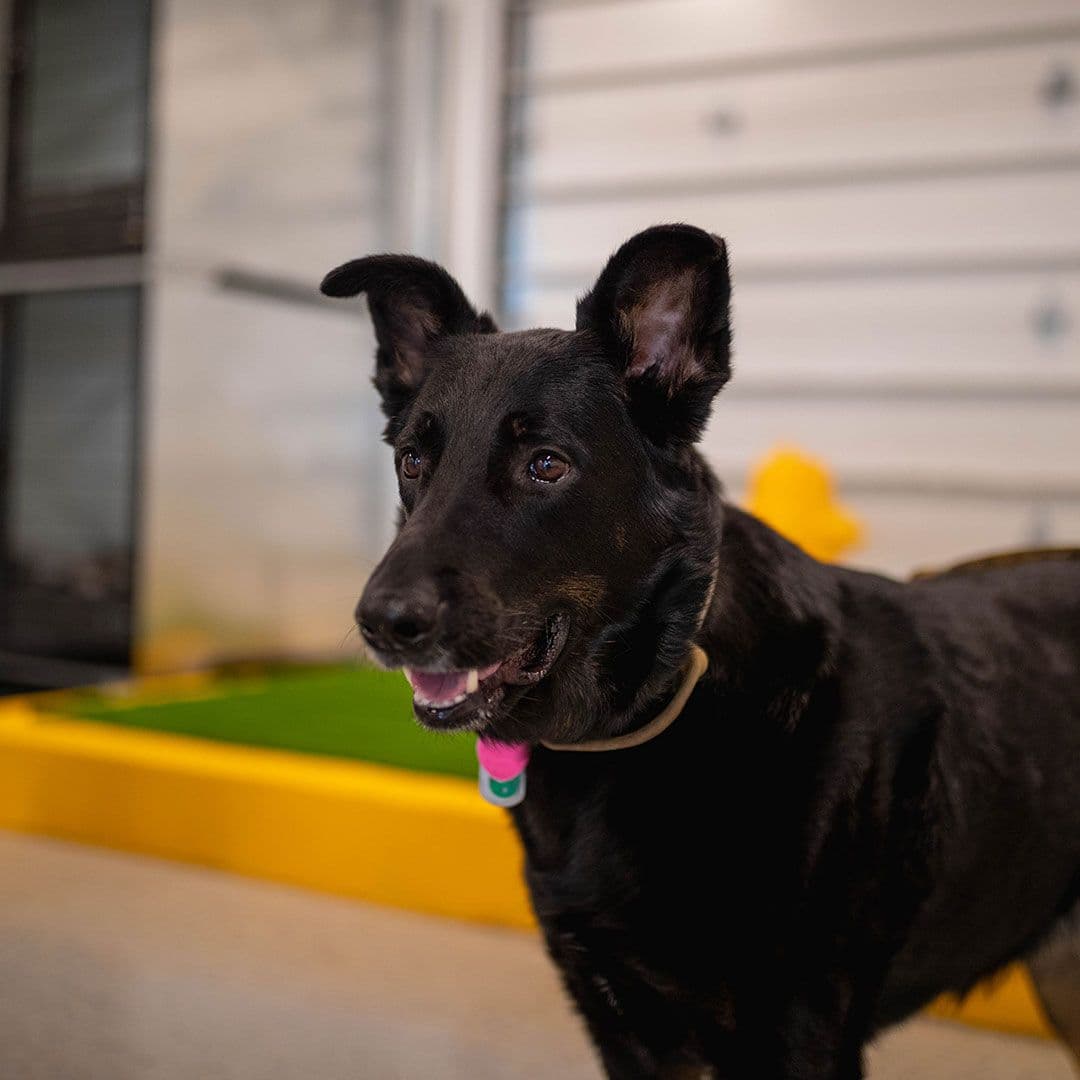 Black dog inside Playful Pack's daycare room