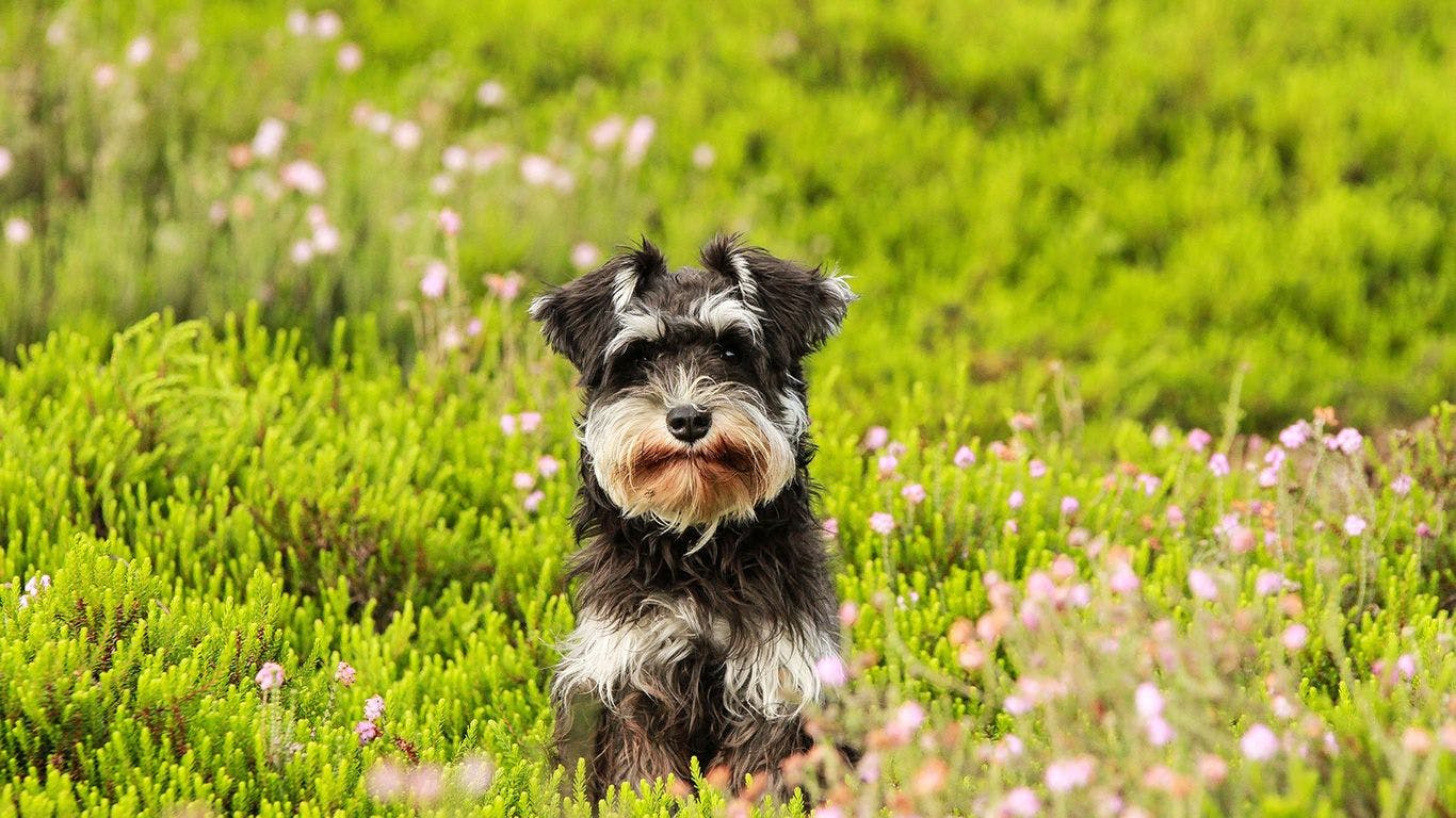a gray and white schnauzer looking at the camera while at the park