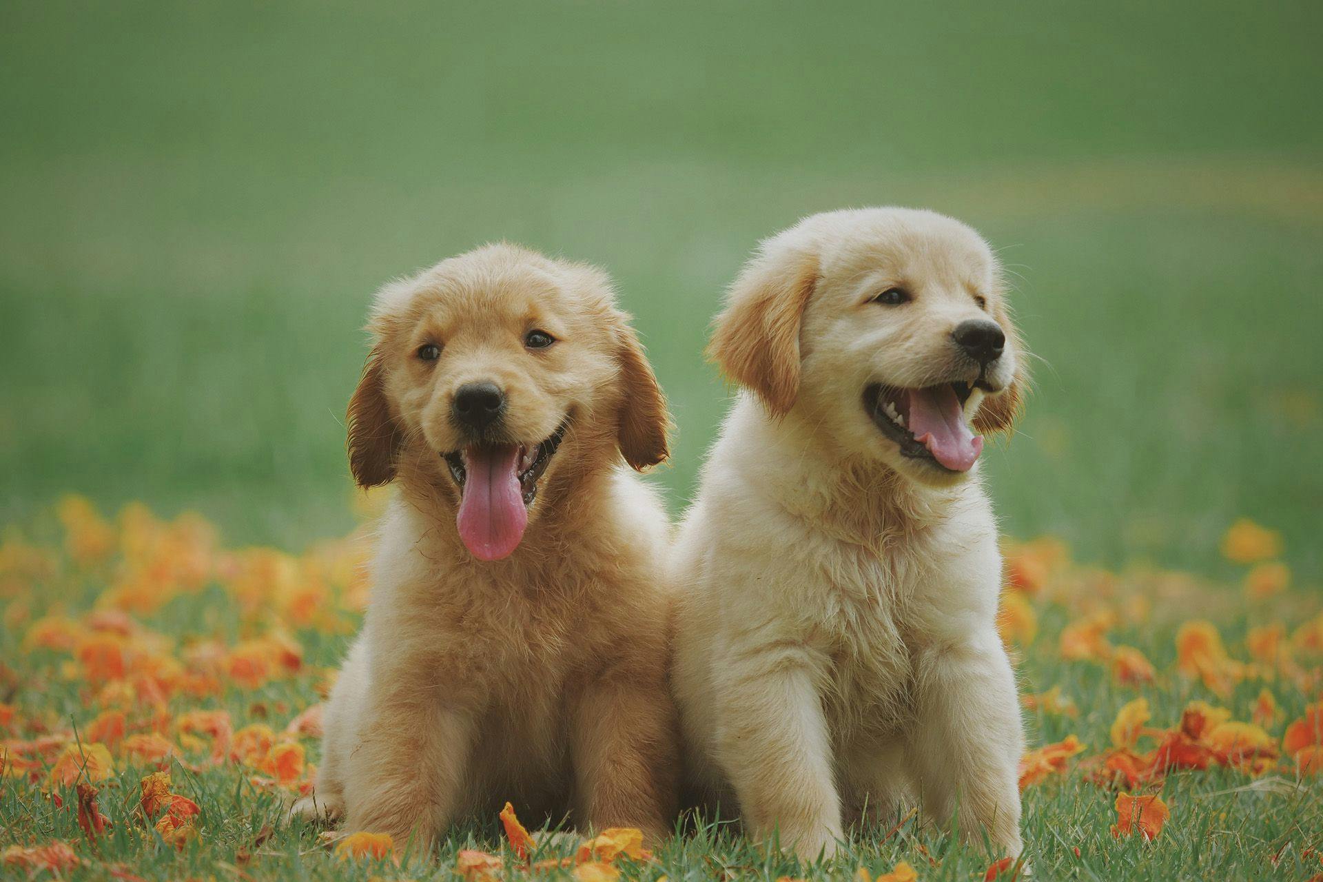 Two puppies sitting on grass