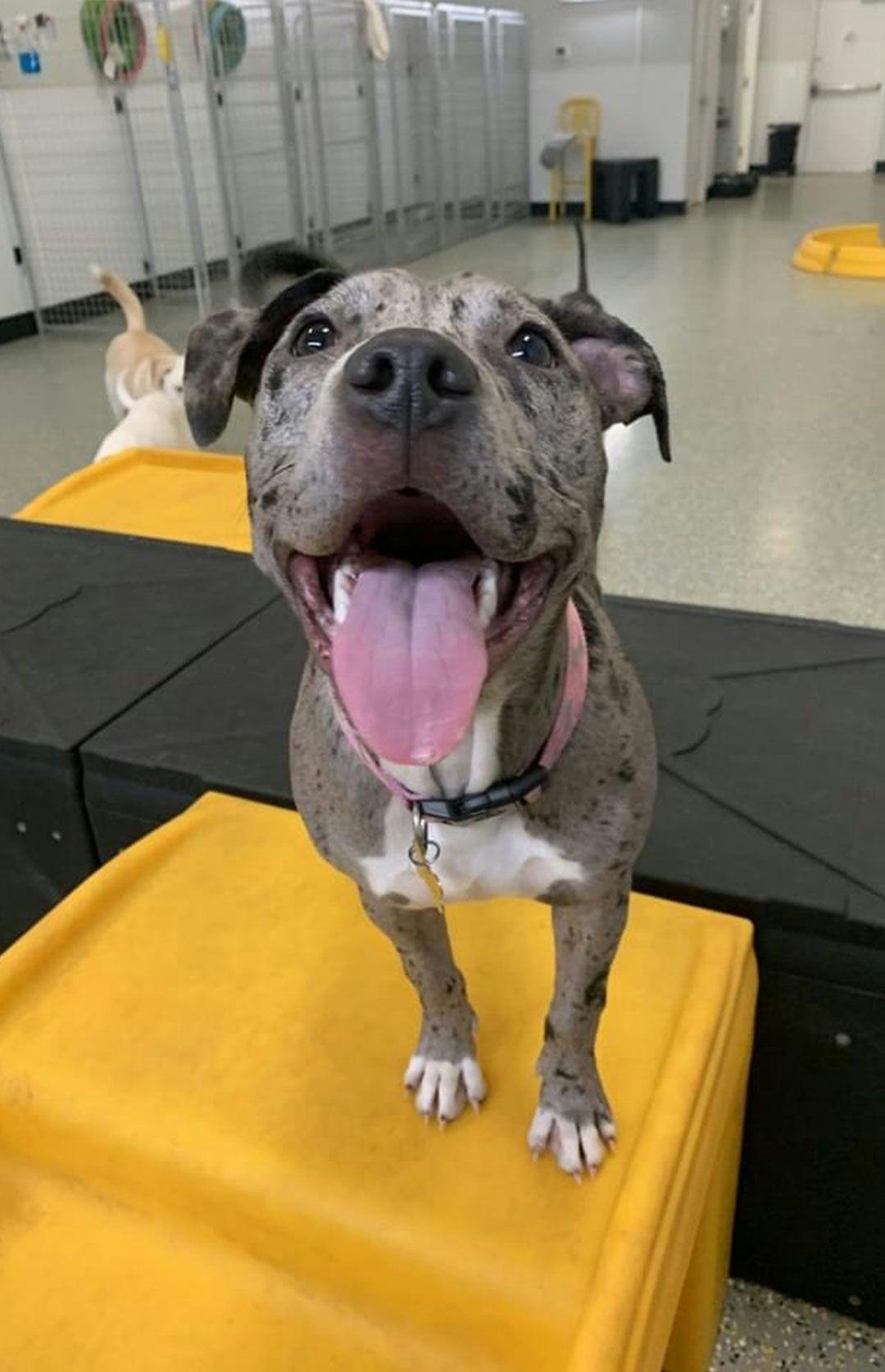 Gray pitbull mix dog standing on a yellow and black ramp inside Playful Pack