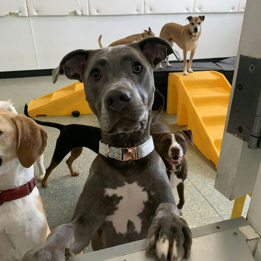 Dark brown dog looking at the camera with dogs in the back, inside Playful Pack