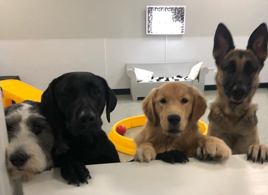 Group of dogs looking over a countertop inside Playful Pack dog daycare room