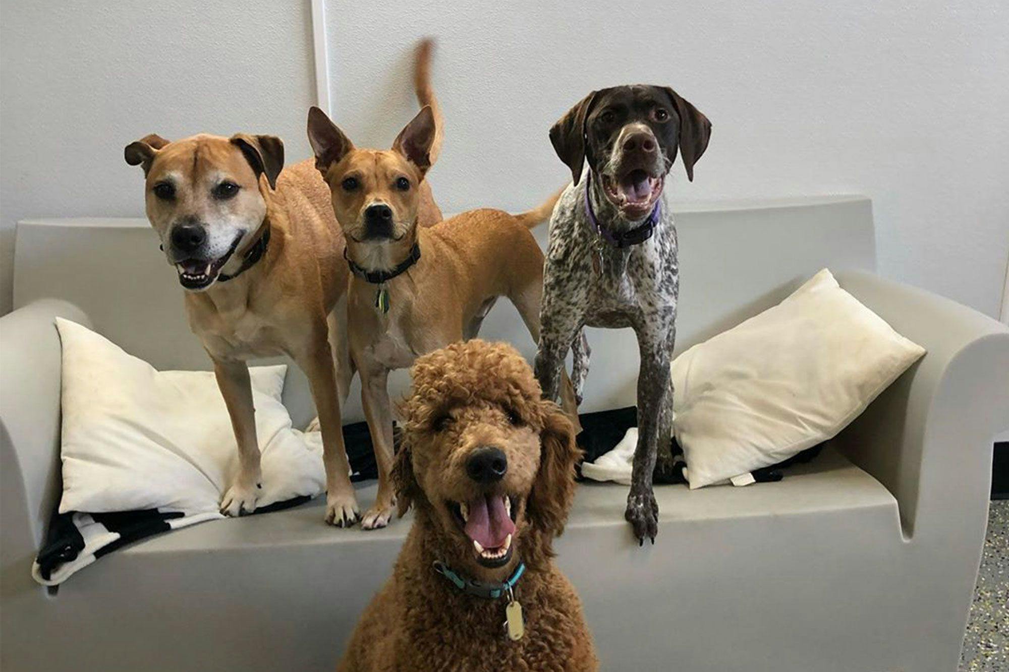a group of dog inside Playful Pack