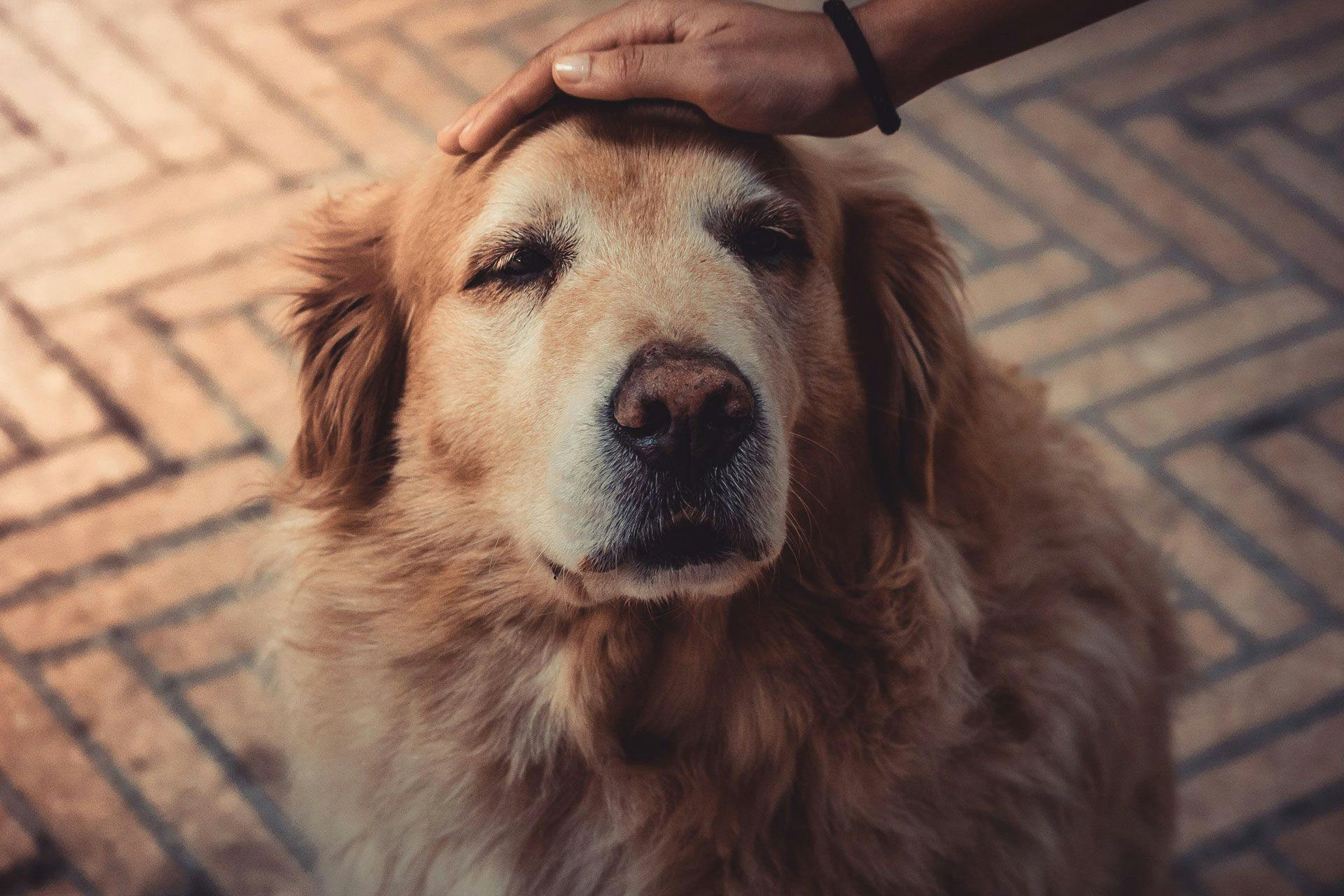 a senior golden retriever being petted by a person