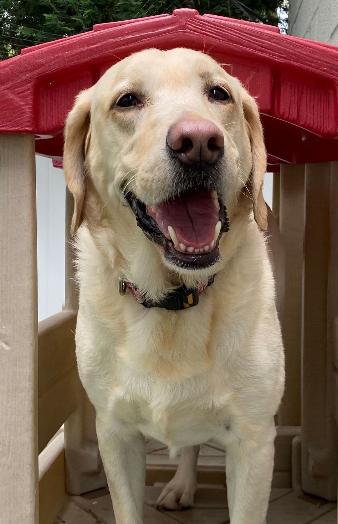 Yellow labrador dog in Playful Pack's outside patio in Annapolis, MD