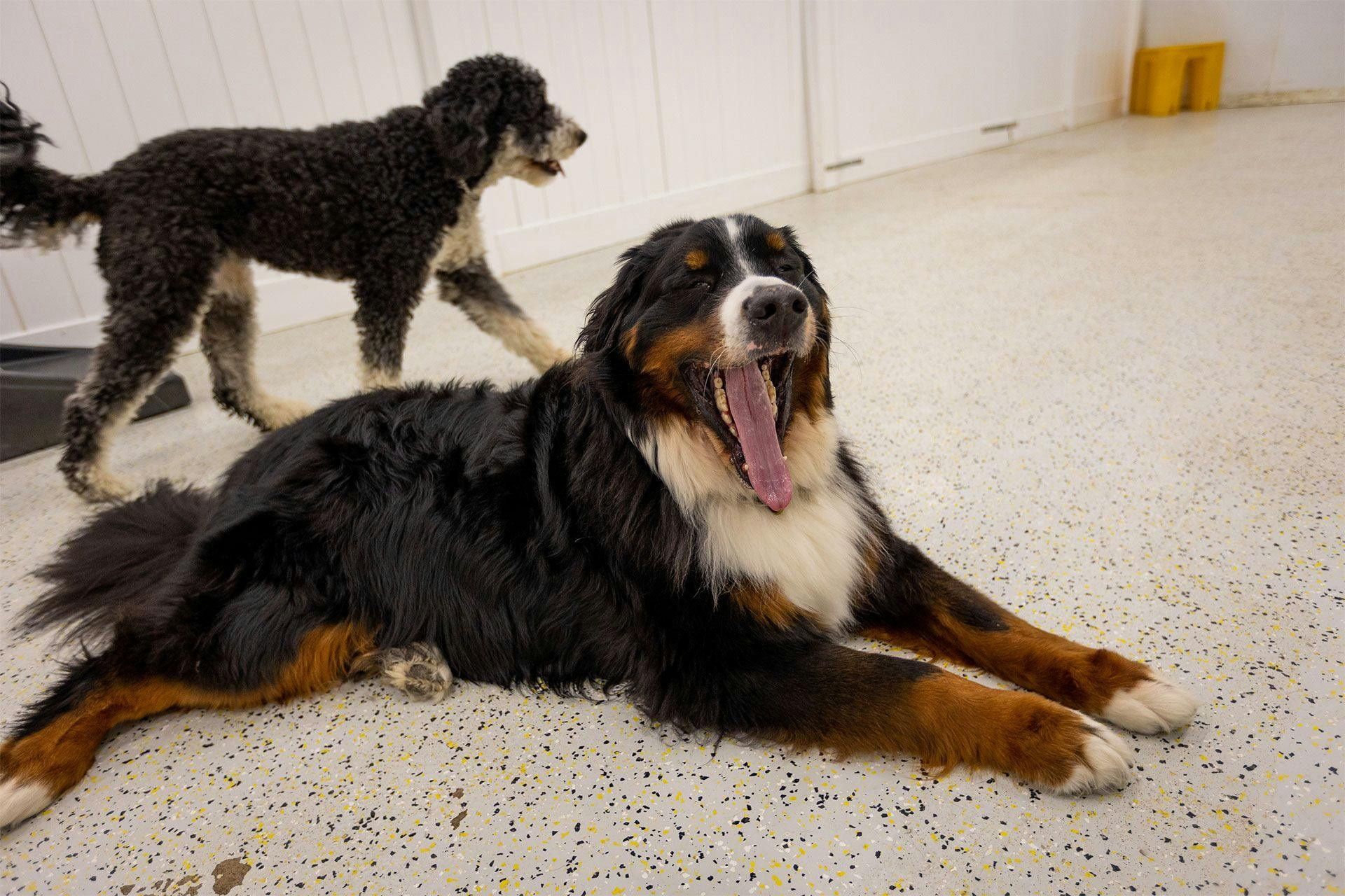 dog laying on the floor inside Playful Pack's dog daycare