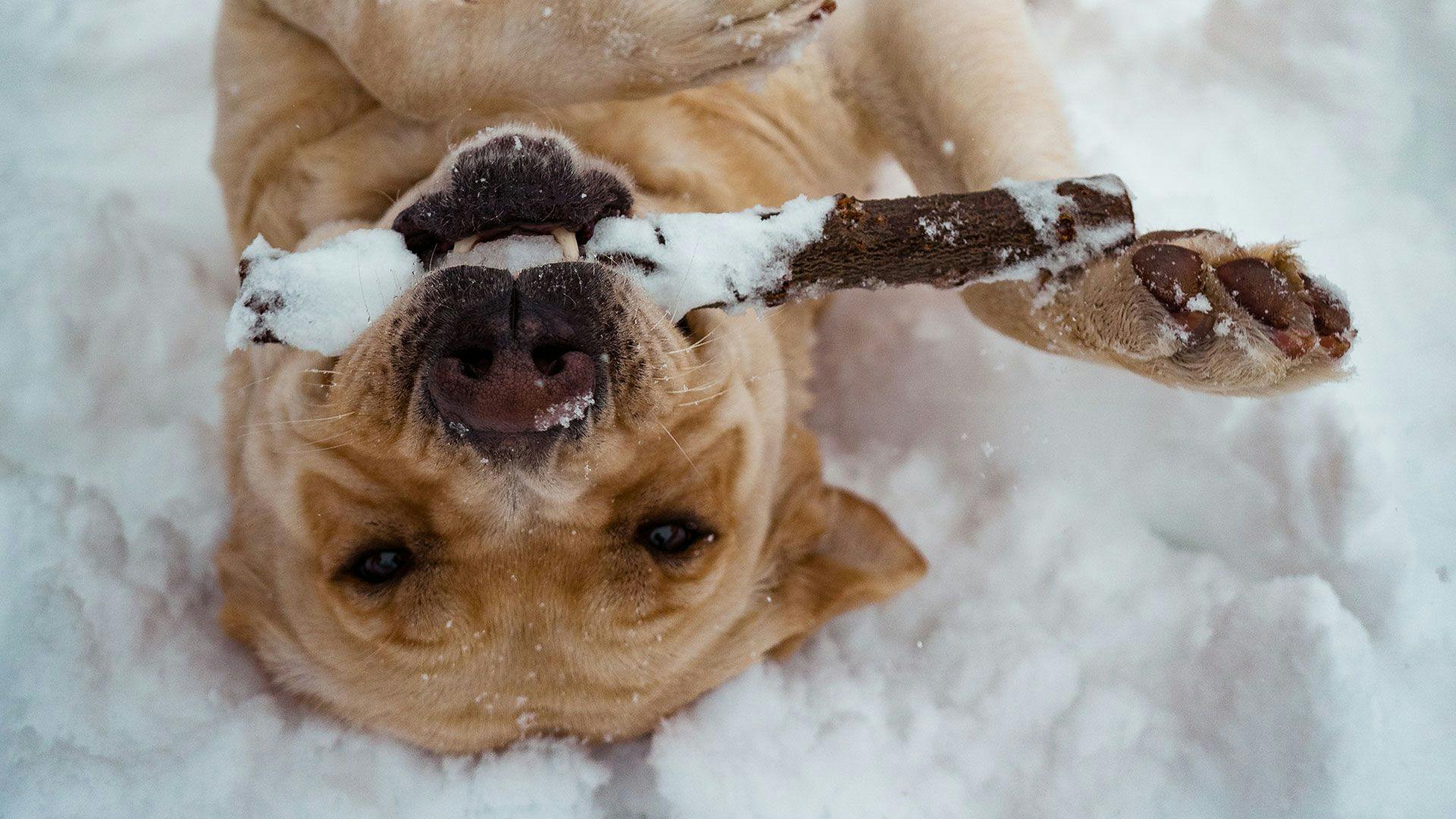 a brown dog chewing on a wooden stick, laying on top of the snow