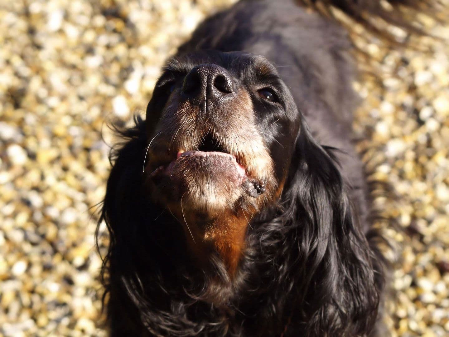 a black cocker spaniel howling at the camera
