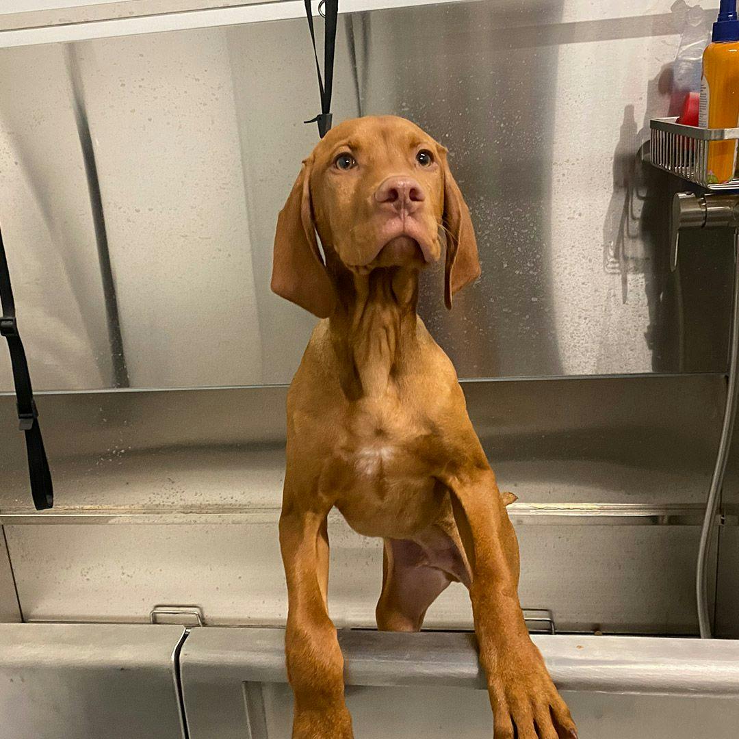 brown dog taking a bath inside Playful Pack's dog wash station